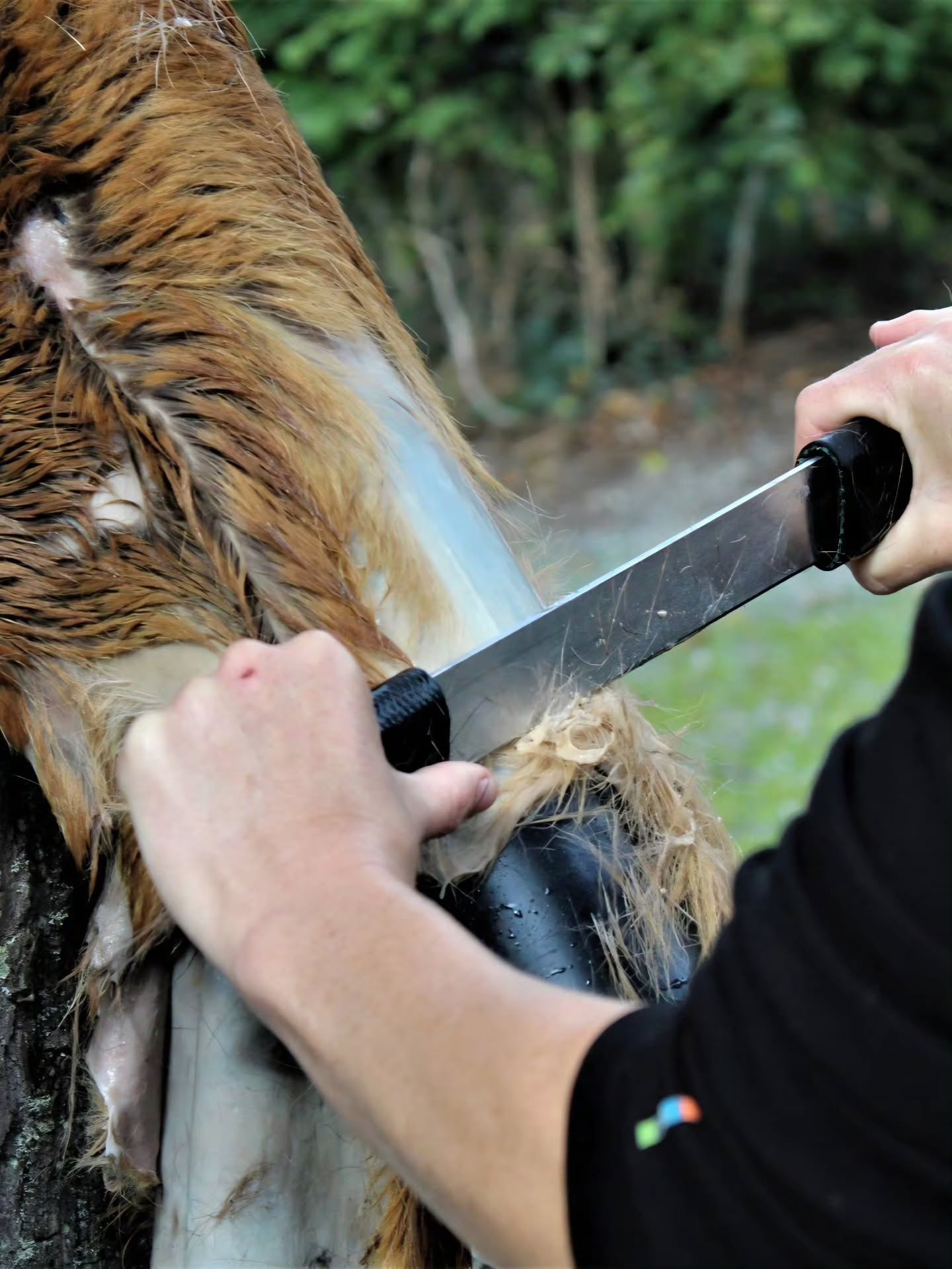 𝗤𝗨𝗜𝗖𝗞 𝗧𝗜𝗣: De-graining - and check out the question at the end, 𝗜'𝗱 𝗹𝗼𝘃𝗲 𝘁𝗼 𝗵𝗲𝗮𝗿 𝘄𝗵𝗮𝘁 𝘆𝗼𝘂 𝘁𝗵𝗶𝗻𝗸!🙂
De-graining (removing the Papillary Dermis) of the skin to produce leather with a suede surface on both sides can be performed at several different stages during pre-processing.
Options for when to De-Grain:
🌿 When the skin is fresh
🌿 After rinsing salt out of wet salted skins
🌿 After the alkalining step (very common)
🌿 After the skin is completely dressed and softened (very uncommon) If you find you just don't like how your grain-on skin turned out, resoak it and de-grain it (this is for buckskin, don't try this on your veg tan😂).
I often choose when and whether to remove the grain based on time constraints, available container sizes (I will de-grain before alkalining if I only have small containers), and the product I want to produce!
Knowing and having practiced lots of different options means you can be more flexible as a tanner and roll with whatever the weather, world, or group you teach throws at you! 😂😂
𝗤𝘂𝗲𝘀𝘁𝗶𝗼𝗻: What do you think about me creating a dedicated page on the website for educational videos, tips, and FAQs? Would having all that info in one spot be helpful for you?
#hidetanning #leather #buckskin #braintan #theresaemmerich