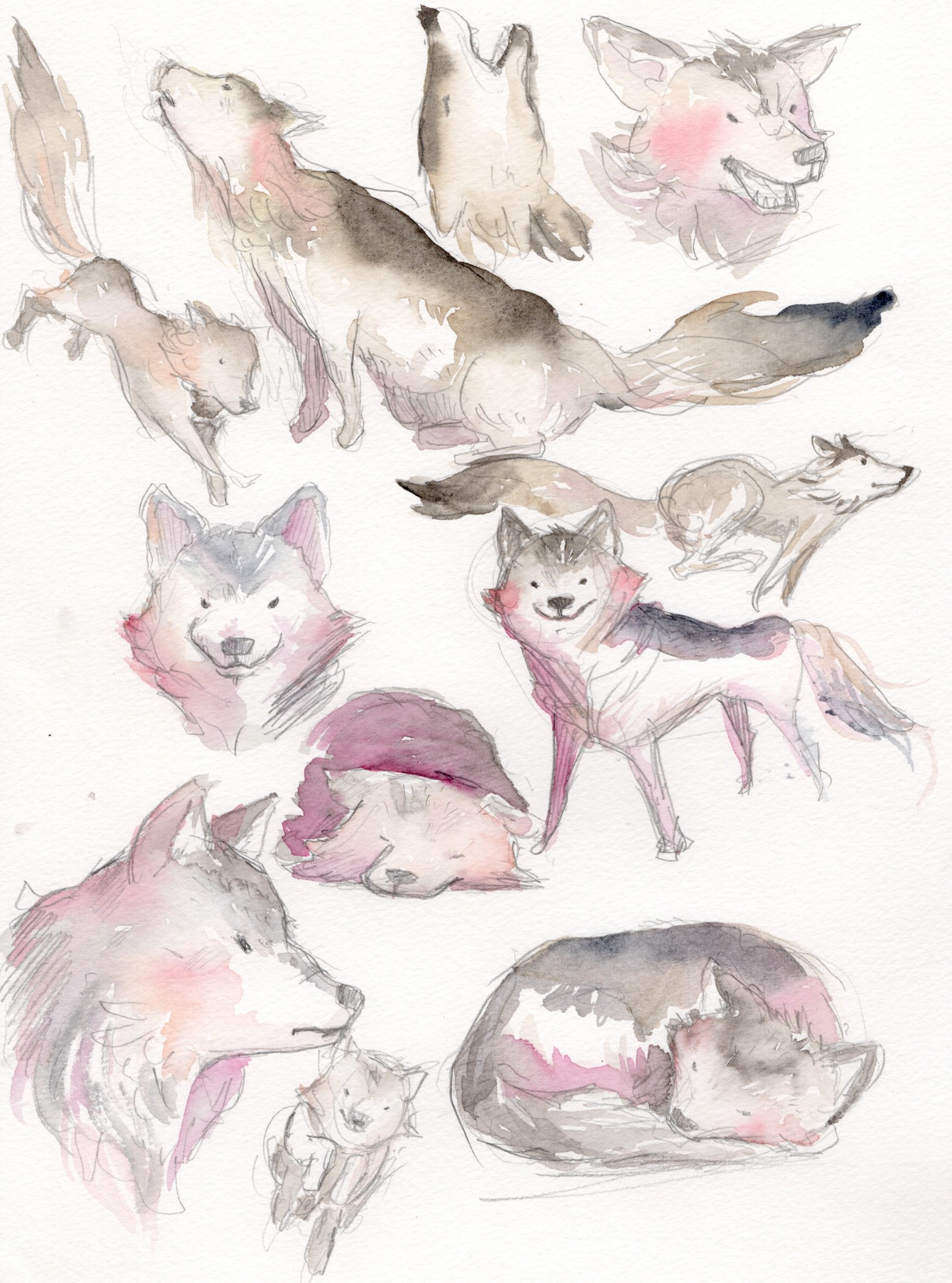 #watercolor #watercolorpainting #watercolorart #水彩 #illustration #イラスト #wolfdog #絵本 #picturebooks #sennelier #sennelierwatercolors