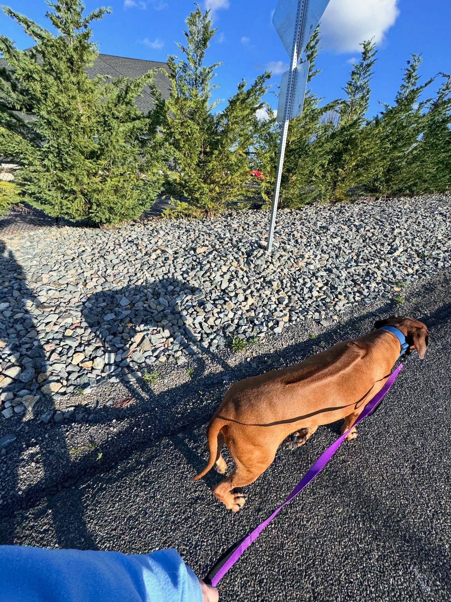 🌿Saturday we practiced “constructive rest“ in Art Words and Yoga. Our movements were very slow and focused on the breath.
Afterwards we all noticed how much better we felt and how remarkable it was that moving slowly with the breath can have such a positive impact on our nervous system.
I chose this sequence in part because of my injury. I usually lean towards the more active movements—the Power Yoga—in my own practice.
Because my back needed some gentle care and because gentle works best for the psoas, I made a real shift.
I’m not saying that I am happy I hurt myself. But I am saying that I found something worthwhile because of it.
🌟This week we’ll work with the breath and slow movements as we lengthen our psoas and strengthen the muscles around it on Wednesday and Saturday at 10:00 am. 🌟
🌸After this week, we’ll be taking break in April. Our next session will be Saturday, May 23 when we’ll go on our trip to the Nisqually Nature Preserve. 🌸
Wishing you all some constructive rest today. 🌿