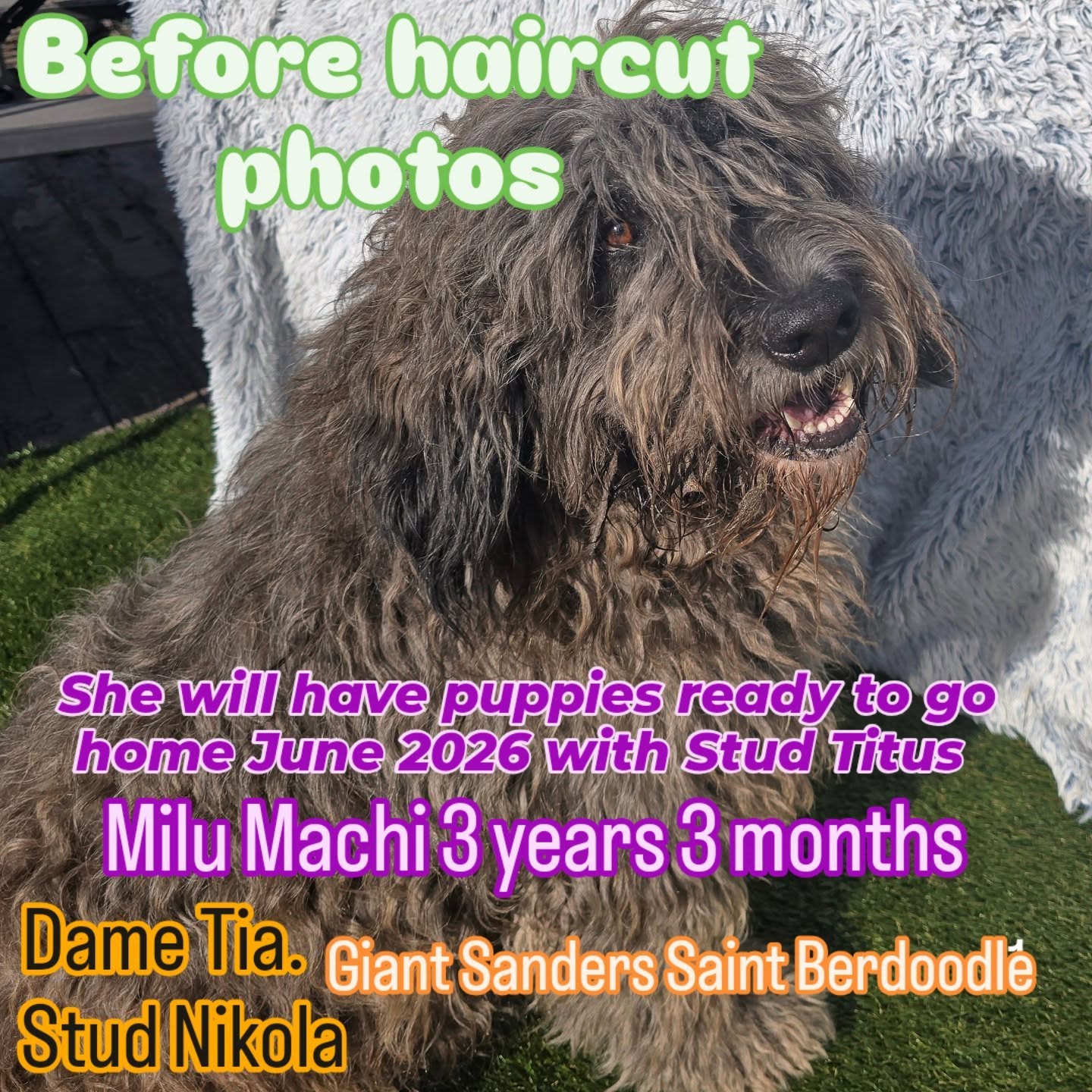 Milu Machi Sanders. Due April 16 2026.
Go home dates in June.
F1 Sanders saint berdoodle
She is from Tia and Nikola.