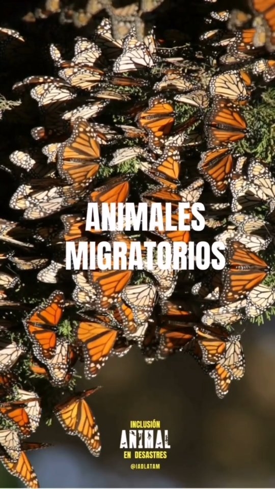 Las especies migratorias son particularmente vulnerables por ocupar varios espacios geográficos durante su trayecto. Por lo que desastres como un derrame de petroleo, o un incendio forestal de gran magnitud en el trayecto, puede generar desafíos adicionales.
Estos desastres amenazan con la capacidad animal de obtener el alimento necesario, dejan de ser espacios apropiados para cuidar de recién nacidos y pueden incluso alterar el proceso de apareamiento en varias especies debido al estrés adicional que generan.
Es por esto que debemos incluir el bienestar de la fauna silvestre en nuestros esfuerzos de mitigación y de reducción de riesgos, además de velar por ellxs durante la etapa de respuesta a desastres 🐳🦩🐢🦋🐧
.
.
.
#animalesendesastres #iad #iadlatam #inclusionanimalendesastres #inclusionanimal #cuidadoanimal #ningunanimalsequedaatras #animal #animallovers #animals #amor #ayuda #proteccion #conservacion #educacion #desastres #desastresnaturales #latina #cambioclimatico #refugioanimal #santuarioanimal #caribe #petsofinstagram #plandemergencias #americalatina
#migracion