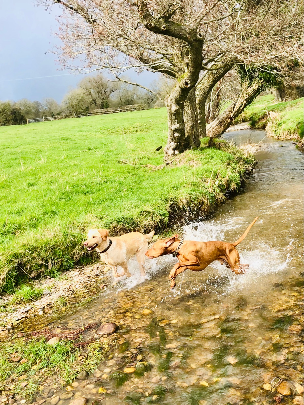 Fun times! 😁💦🐾
If your dog would like to have a walk with us then contact us at www.ardendogwalking.co.uk and check out our half-day experience.
#ullenhall #tanworthinarden #hockleyheath #henleyinarden #dog