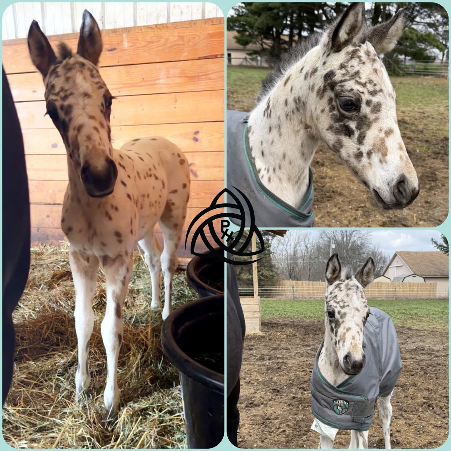 A little Monday morning cuteness with miss Finn to get your week started😍🥰❤️
#PenleyHorsemanship #appaloosafilly #infinity #monday #spots