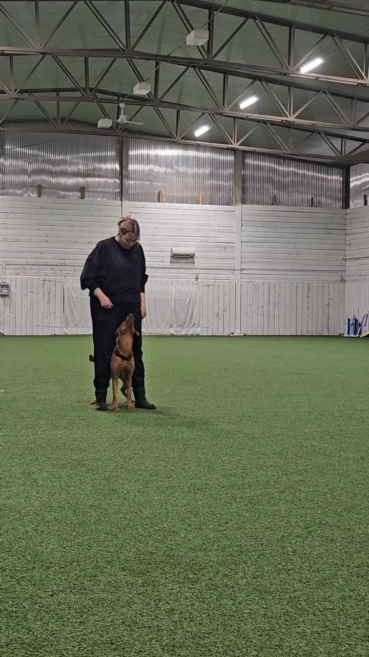 Mr. Pumbastic being fantastic ❤️🔥
He's developing a lot and getting stronger, more confident and more precise in the positions❤️ I love the journey we're on!! 😍
#workinglabrador #heelworktomusic #dogdancing
