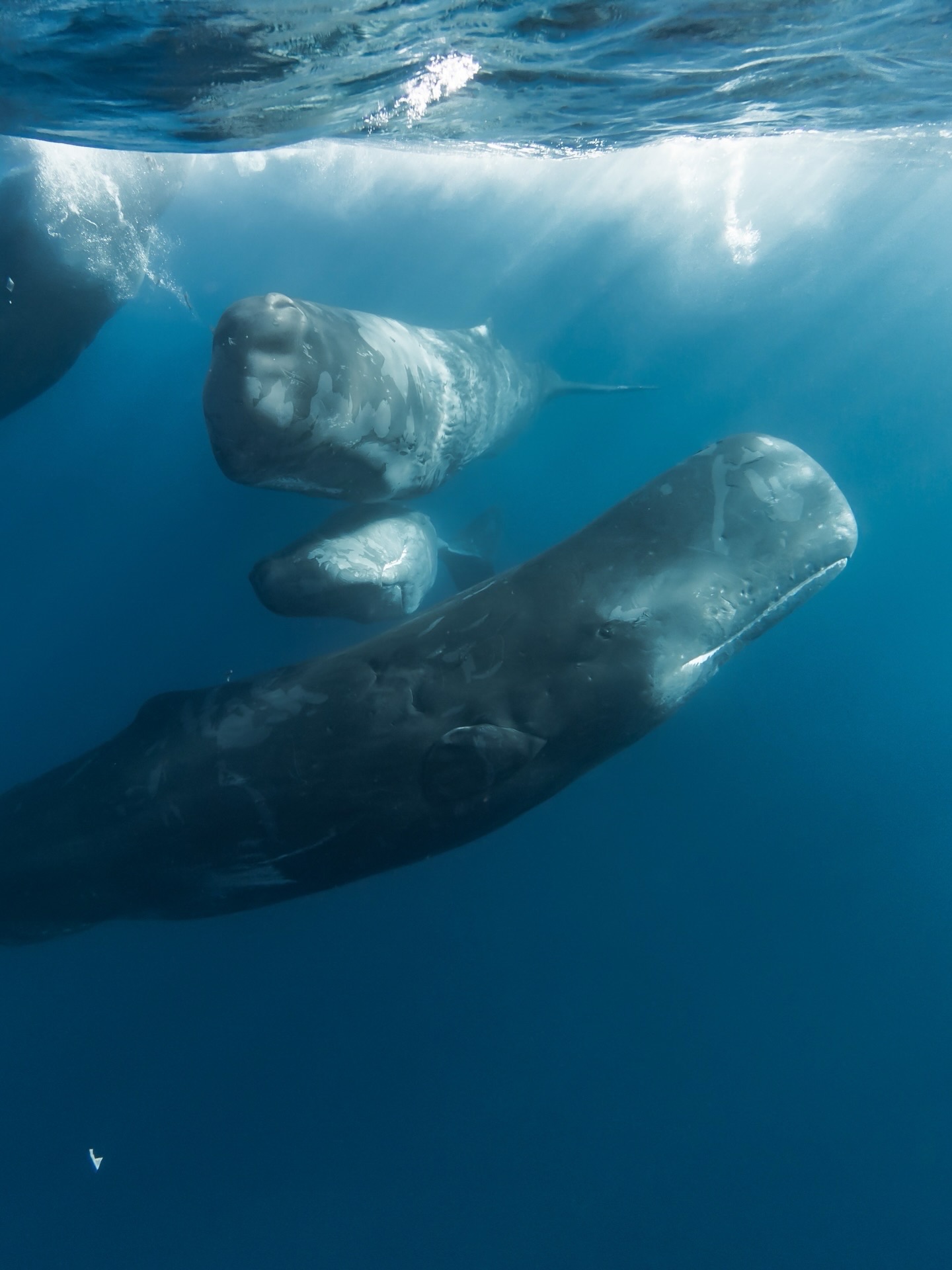 These are some of my favourite whale interactions from the last few years!
Spending time with these gentle giants has to be one of the most humbling experiences.
What species is your favourite?
#oceans #nature #whales #wildlife