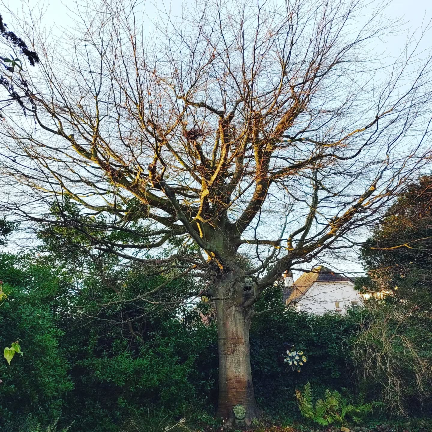 Beech tree reduction completed today in sunny Bognor