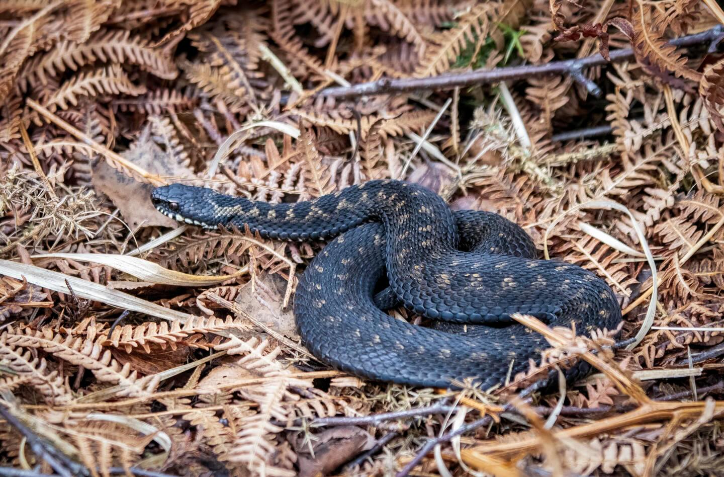 Pass på firbeinte - huggormsesongen starter 🐍
📌 Tegn på bitt hos dyr:
- Lokal hevelse, ofte på snute, hode eller bein
- Slapphet
- Halthet (om bitt i bein)
- Sirkulasjonsforstyrrelser
👉🏼 Dette bør du gjøre
- Hold dyret mest mulig i ro for å redusere spredning av gift
- La bittstedet være i fred
- Kontakt veterinær, tidlig behandling kan være avgjørende