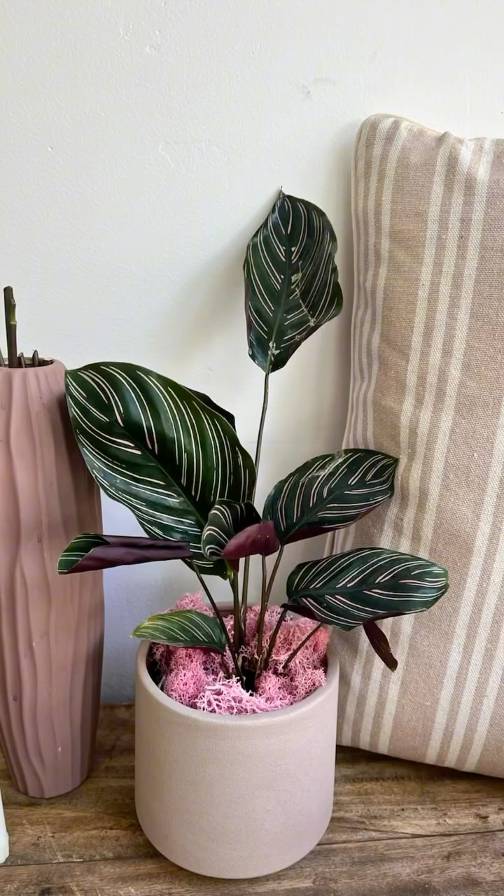 Bring her Plantology 🌿
#PlantologyPlantsAndMore #BringHerPlantology #LuxuryGifting #ChicLiving #FloralDesign