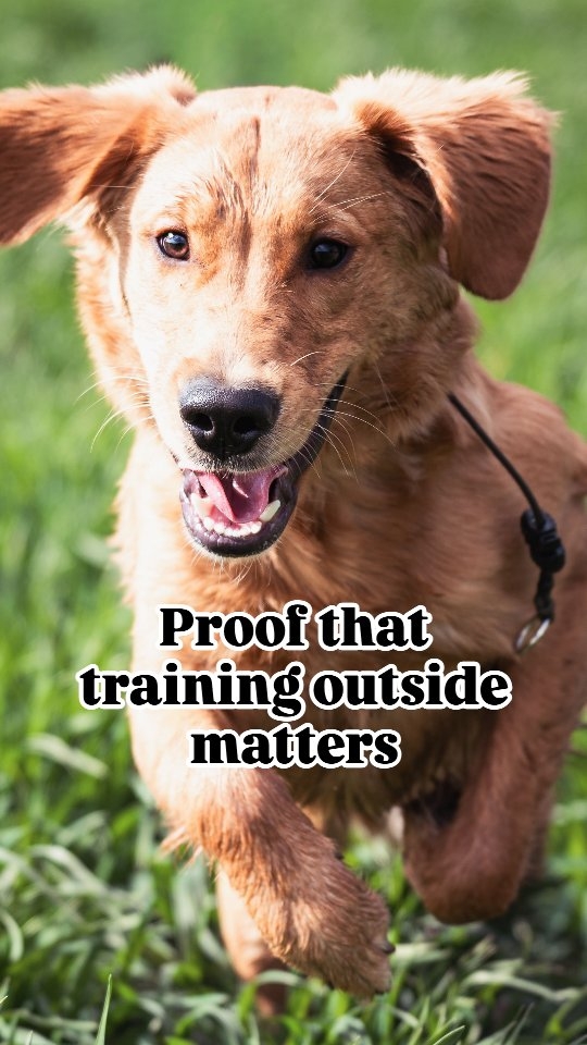On the back off my reactivity post!
Here is Buddy my weekly day train puppy, layering in the start of his obedience around busier environments!
Training in a space with no distractions is great for foundations but eventually you have to be able to start introducing more competing motivators (things your dog loves more)
Comment below your dream place you would love to take your dog! ⬇️
#balanceddogtraining #dogtraining #dogsofhampshire #wiltshire #dogtrainer