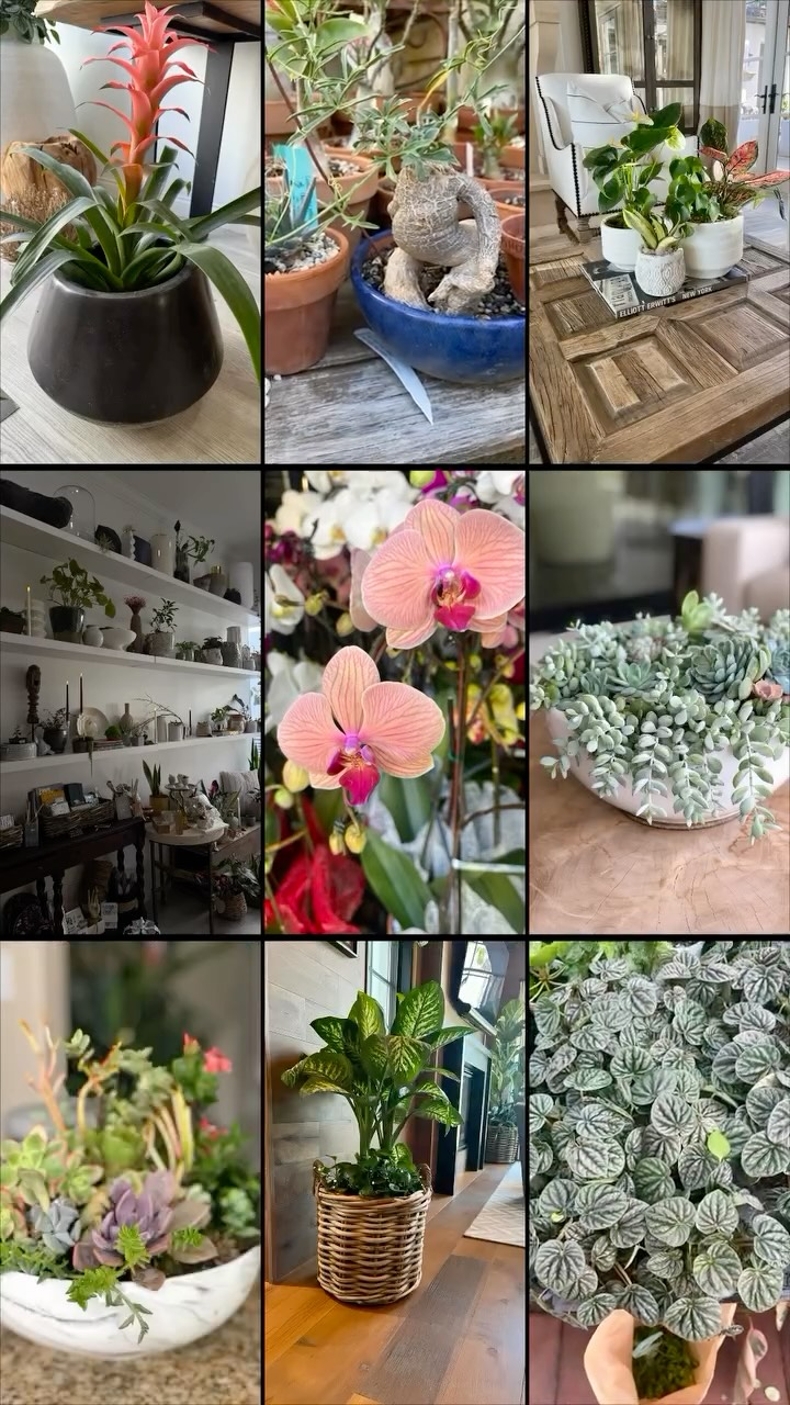 Where nature meets intention… 🌿
Layered textures, sculptural greens, and moments of quiet beauty, each piece thoughtfully placed to turn a space into a feeling. From statement leaves to delicate details, this is how you bring life indoors… effortlessly.
At Plantology, it’s more than plants, it’s a curated experience in living well. ✨
#Plantology #PlantsAndMore #IndoorJungle #PlantAesthetic #HomeStyling