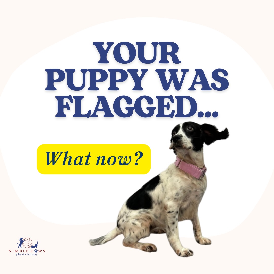 š©Hearing that your puppy has been āflaggedā can feel confusing, especially when the advice is to just monitor.
While many findings are mild,
puppies are constantly
moving, growing, and adapting. ššØ
Subtle changes in how they load and move can start to form early,
even before anything obvious shows up.
Early guidance is about understanding what youāre seeing,
and knowing when (or if) to step in.
šA clear starting point helps you support your puppyās development with more confidence.
DM us to find out more about our how our Nimble assessment could be the start of your puppyās prevention care journey! š
#nimblepaws #movementmatters #caninerehab #dogphysio #sgdogs