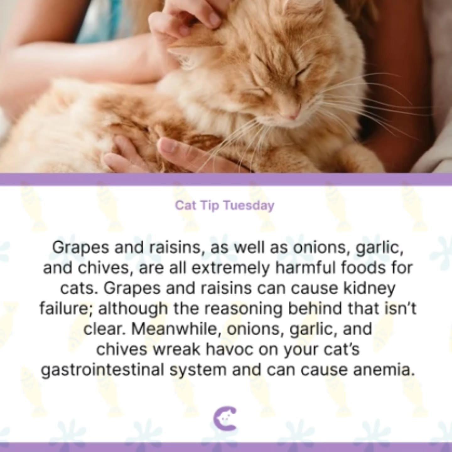 cat tip tuesday, make sure to keep these 🍇🧅🧄 away from your cats ☀️
.
.
.
#cattips #grapes #cathealth