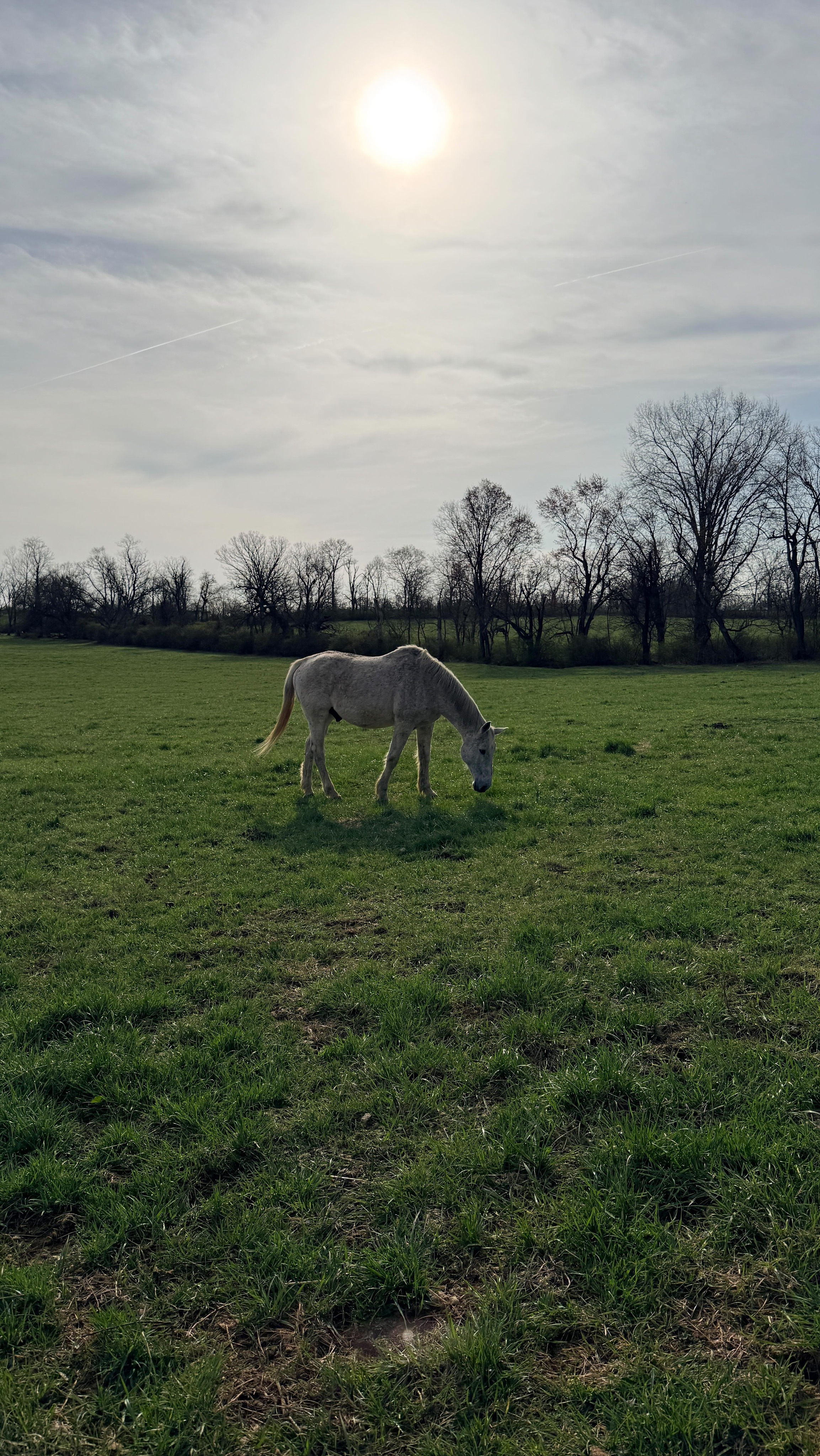 Some sights from this morning - including some feathered friends ๐ฆ ๐
#piedmonthorseretirement