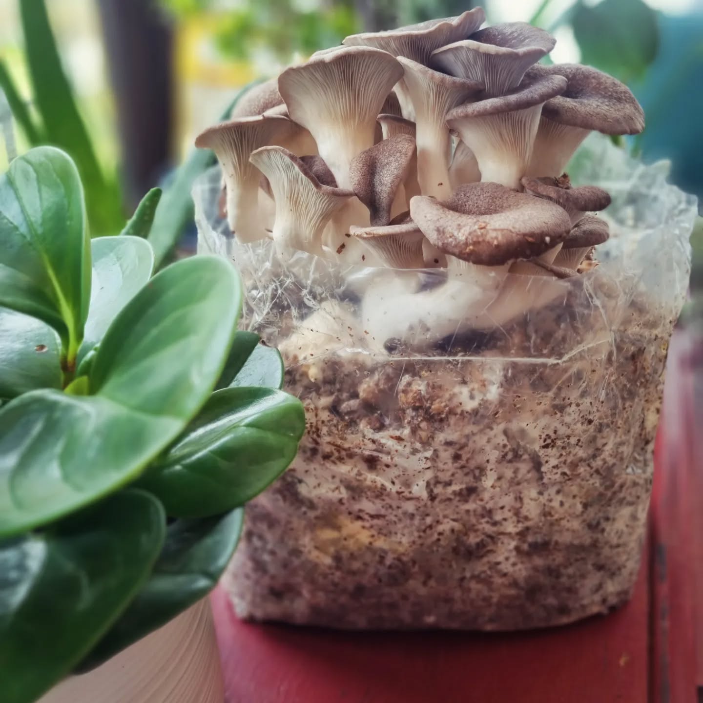 Nothing easier than an 'all in one' followed by 'fruit in the bag' Zero fannying around compared to a dirty ass monotub. LUSH #mushrooms #mushrooms🍄 #mushroomfarm #fantasticfungi #fungi #oystermushrooms #mushroomsofinstagram #mushroomcultivation