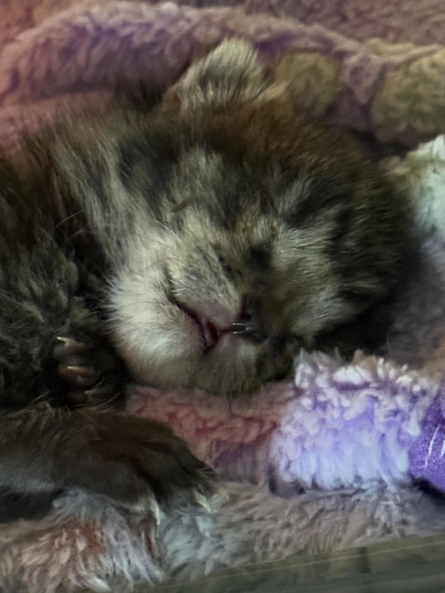 ✨ Help Us Name This Tiny Miracle! ✨
Two weeks ago, we welcomed the tiniest little neonate kitten into Oreo’s Haven… all alone and needing round-the-clock care.
Today he is THRIVING! 💙
This little fighter has already gained 4 ounces, has opened one sweet little eye, and is now purring up a storm 🥹🐾
He may be small, but his personality is already shining. He loves to snuggle close, stretch his tiny toes, and make the sweetest little squeaks at feeding time. Watching him grow stronger each day reminds us just how powerful love and care can be.
Now comes the fun part…
🎉 He needs a NAME — and we want YOU to help us choose it! 🎉
Drop your best name ideas in the comments ⬇️
We’ll choose some favorites and announce the winner soon!
Caring for neonate kittens takes around-the-clock feedings, supplies, and lots of support. If you’d like to be part of this tiny boy’s journey, a small donation truly makes a big difference.
💙 Donate here: www.oreoshaven.com
Thank you for cheering him on and helping us continue saving lives… one purr at a time. 🐾
#Oreo’sHaven #NameThisKitten #BottleBaby #TinyButMighty #RescueLife KittenSeason