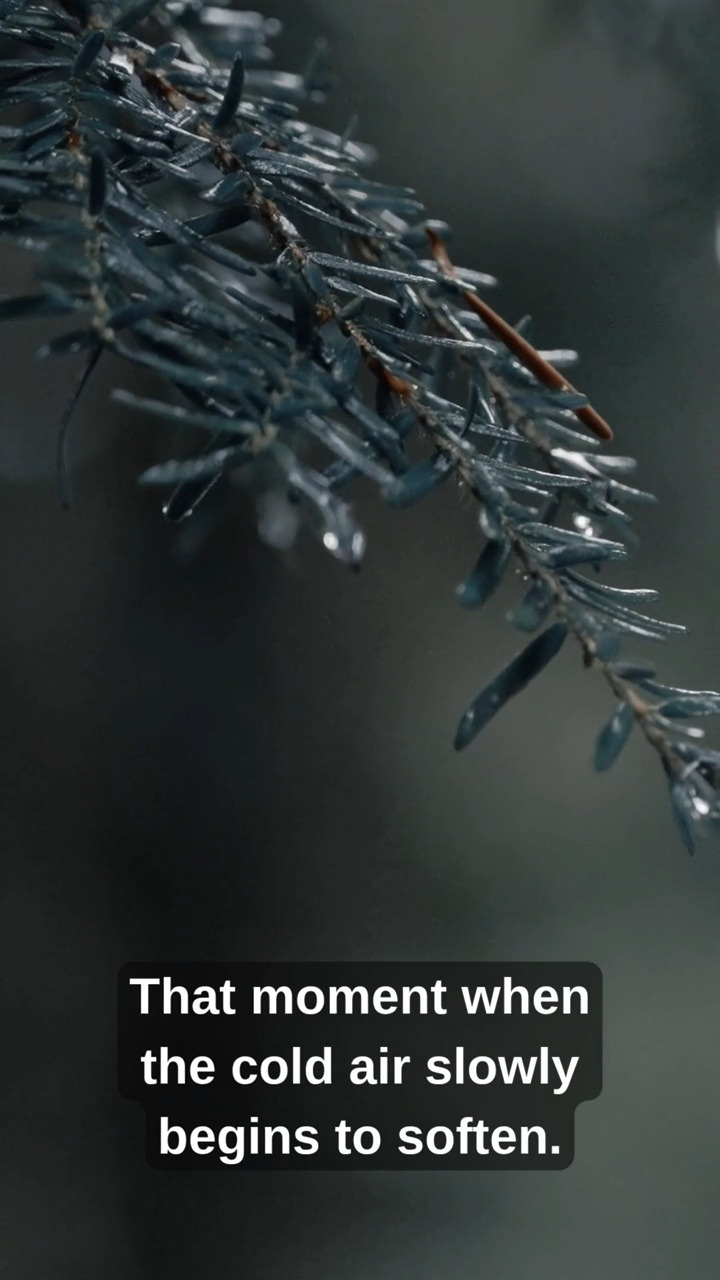 Sanki orman yeni uyanıyor…
Hava hâlâ serin, ama değişim başlamış.
Candlelab – Spring Pine
.
.
As if the forest is just awakening...
The air is still crisp, but change has begun.
Candlelab – Spring Pine
#candlelab #springpine #homefragrance #evkokusu #freshscent