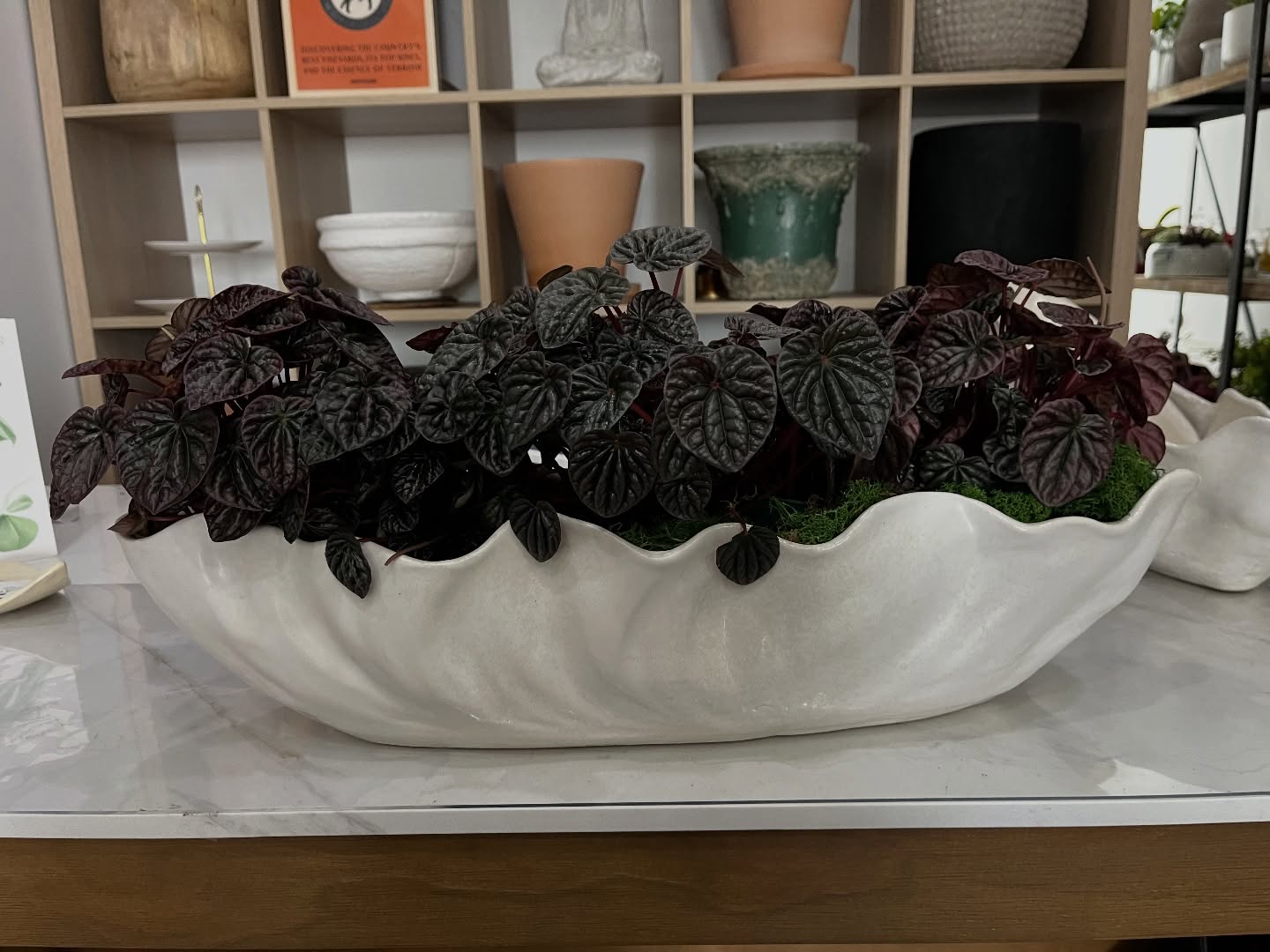 This custom arrangement was thoughtfully designed for a special client who appreciates the subtle ripples and rich dimension of these stunning Peperomias.
Nestled in a sculptural vessel that mirrors their movement, every detail was chosen to create a piece that feels both organic and refined.
An elevated moment of greenery, tailored to the space it lives in.
#PlantologyPlantsAndMore #Peperomia #CustomArrangement #PlantDesign