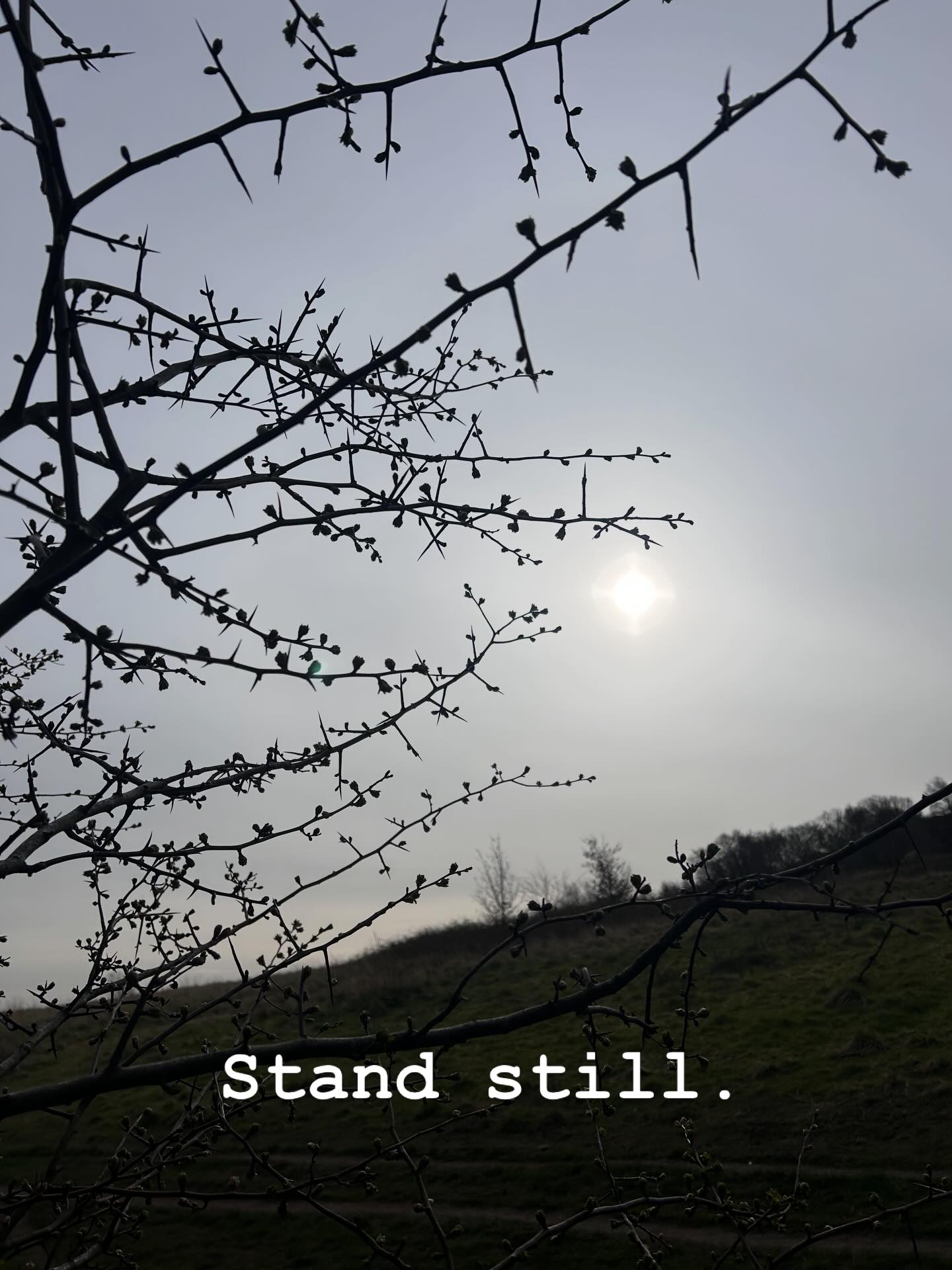 No headphones needed.
Walking slowly, paying attention, breathe properly.
#forestbathing #forestbathing🌲🌲🌲 #silentwalking #noheadphones #natureatitsbest