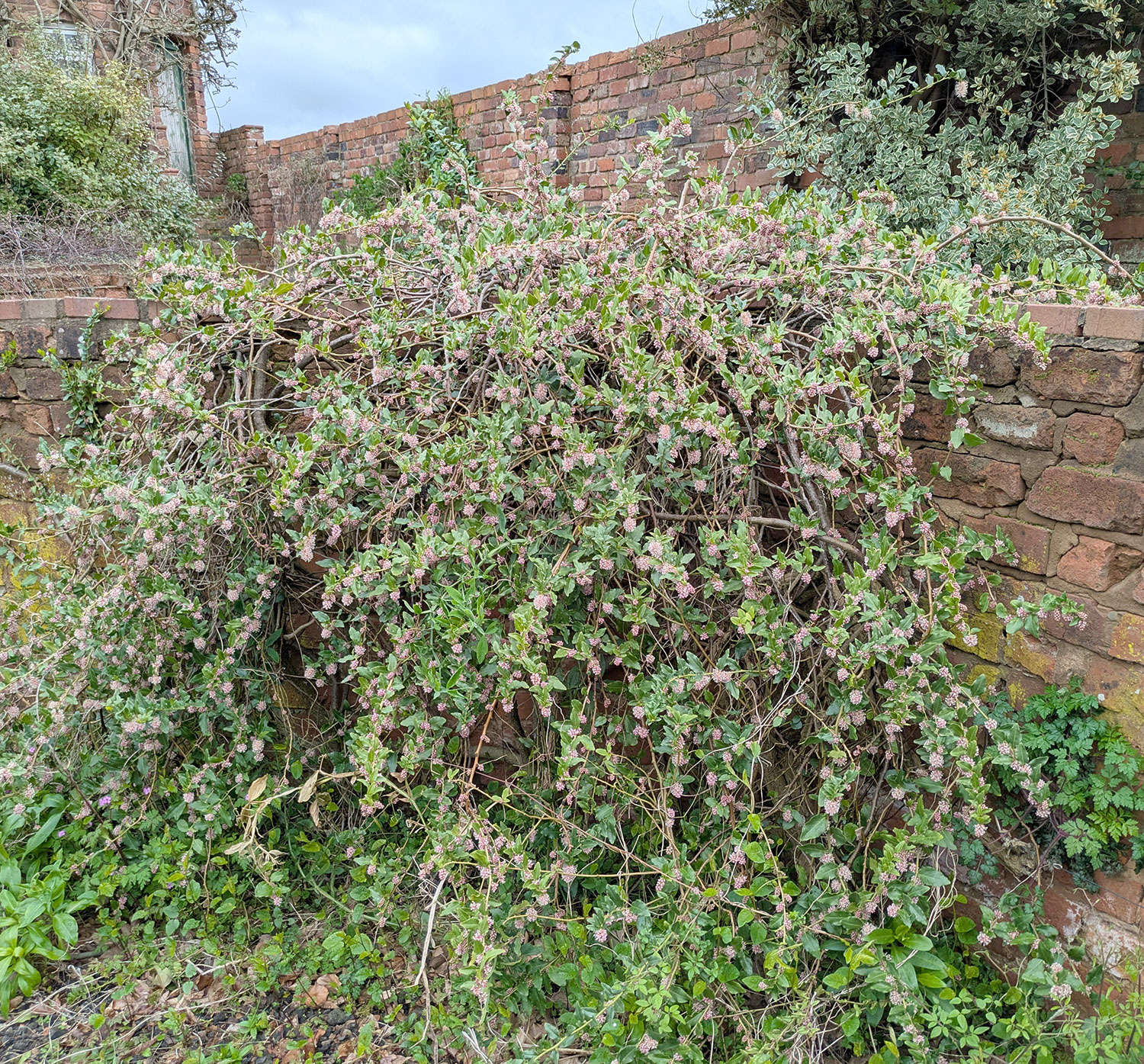 Ercilla volubilis - a tolerant evergreen climber for a difficult spot.
Anemonella thalictroides 'Oscar Schoaf'
Pseudotrillium rivale
Fritillaria meleagris etc in grass.
Adiantum × tracyi with Erythronium 'Pagoda' etc