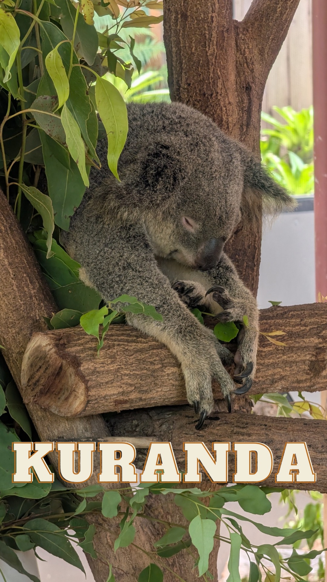 Our day trip to Kuranda in Tropical North Queensland was everything I hoped it would be. 🌿🐨
We took the Skyrail Rainforest Cableway up above the canopy, stopped to see waterfalls along the way, and then rode the historic Kuranda Scenic Railway back down to Cairns. The views alone would have made the day worth it.
But we also:
• Walked through the rainforest
• Visited a koala sanctuary
• Explored Rainforestation Wildlife Park
• Saw crocodiles, koalas, kangaroos, dingoes, cassowaries and more
• Took an Army Duck ride through the rainforest
• Watched didgeridoo demonstrations
• Learned spear throwing and tried our hand at boomerangs
It felt like packing a week of Australia into one unforgettable day.
