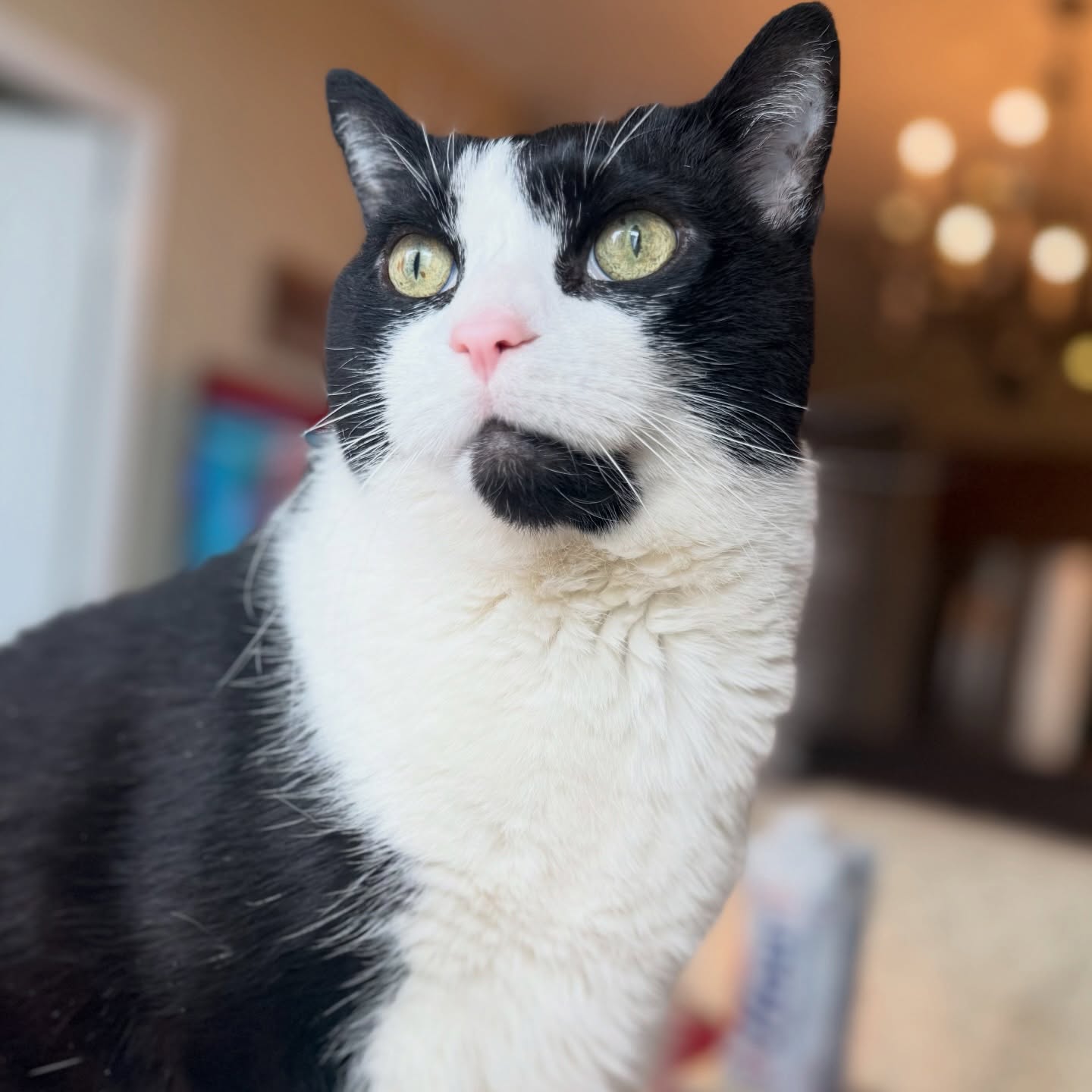 15 today 🤍🥳
Not as fast
Not as sneaky
…but somehow still just as bratty!
You keep us laughing, always
and that means everything 🐾
We love you Jack! ♥️
#tuxedocatsofinstagram #birthdayboy #cat #happybirthday #love