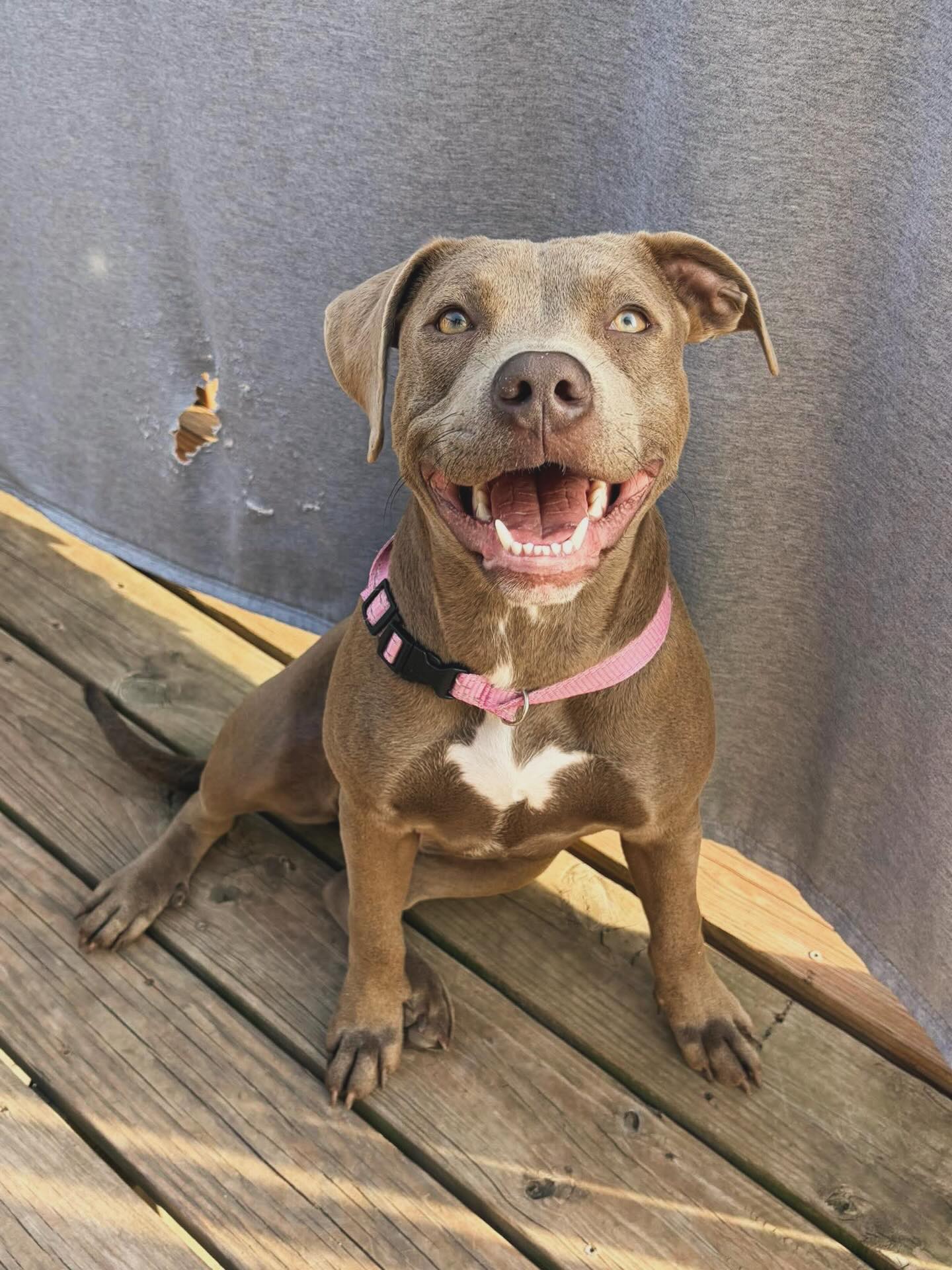 Reba is YOUR GIRL!
Look at that wide, beautiful smile and that champagne coat. Reba is looking for her forever home, and after watching her foster brother find his, she is hoping it comes soon. 💞
Apply to meet Reba through the link in our bio!
#rescuedogsofinstagram #adoptkc #adoptablepitbull