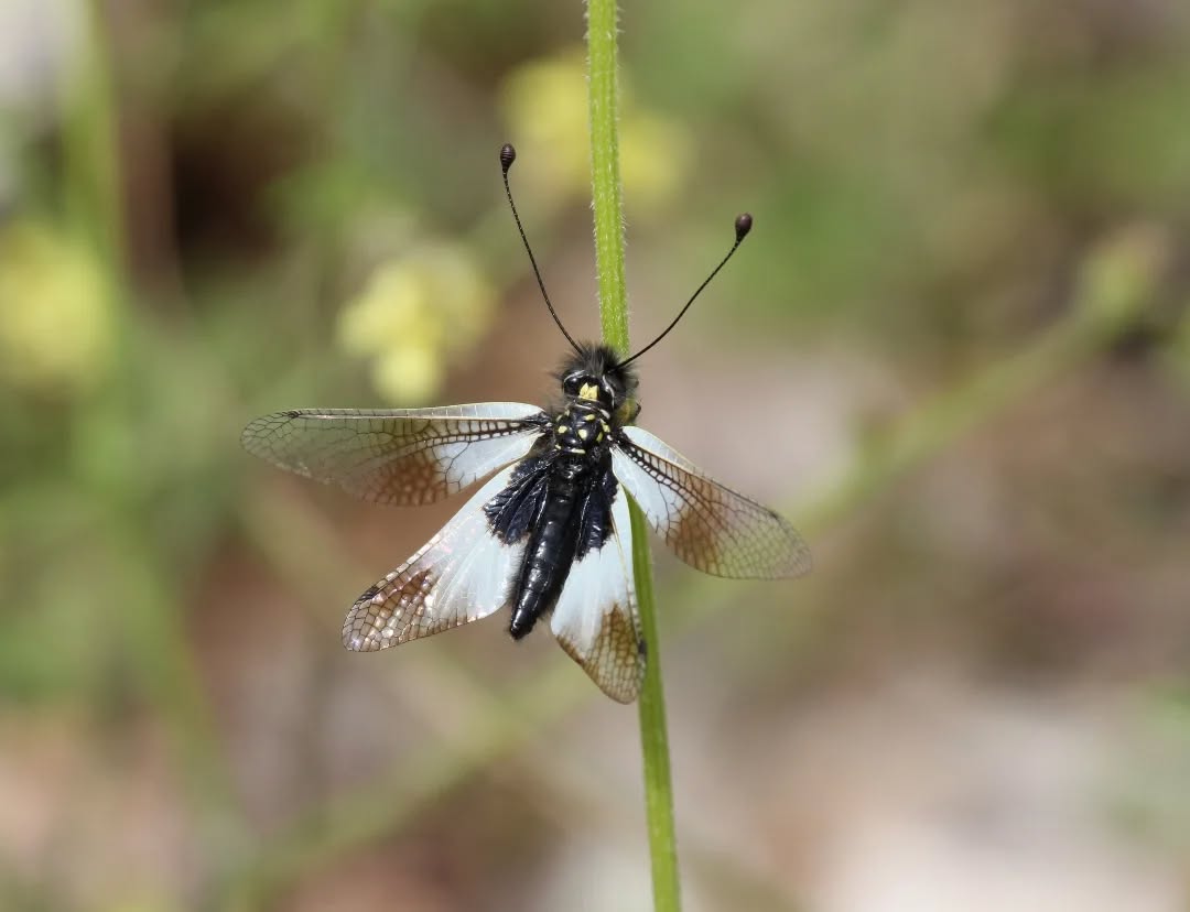 A milky owlfly.
#islandwildlife #kefaloniawildlife #greekwildlife #guidedwildlifewalks #insect