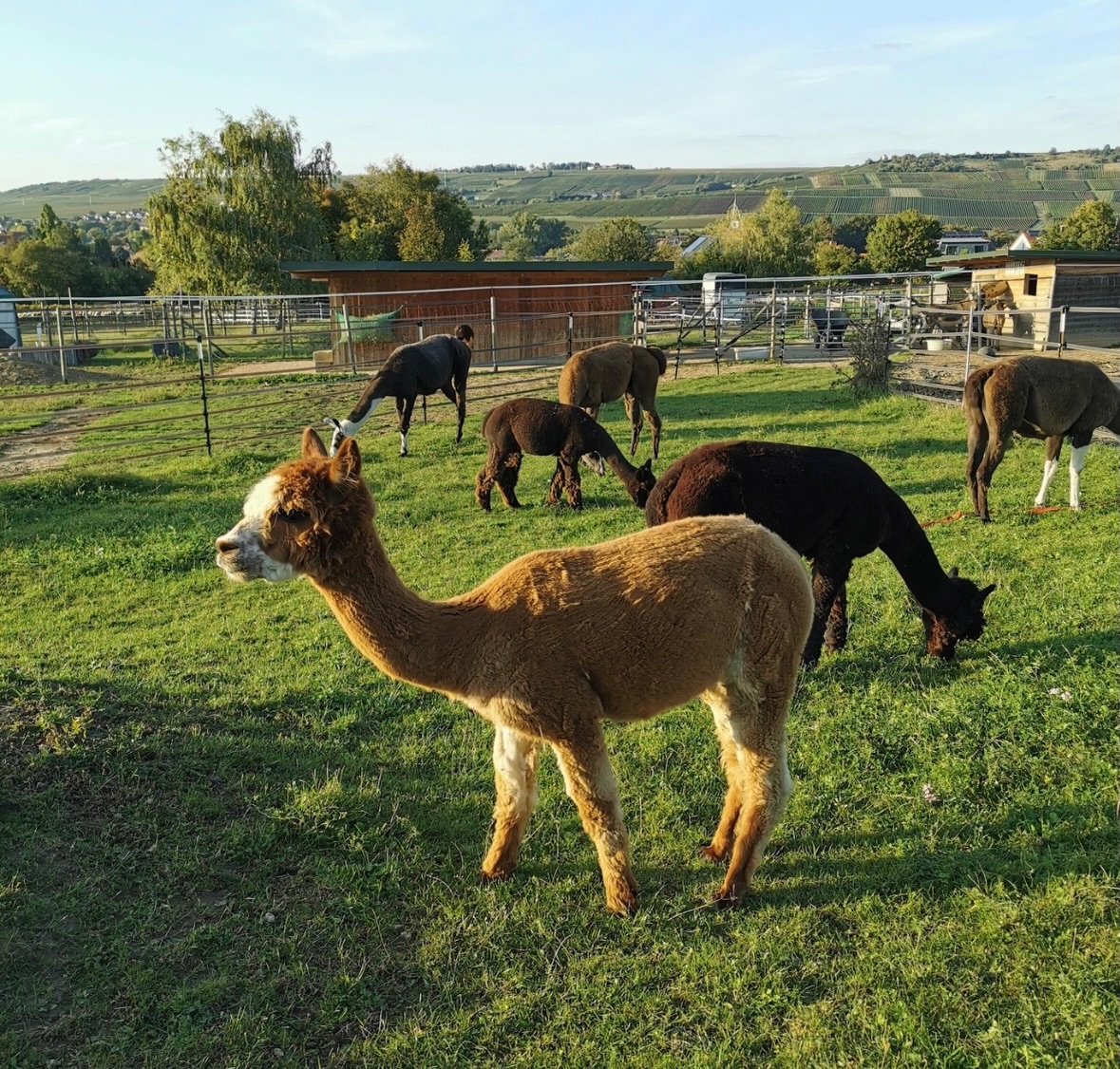 ✌️
Da wir einige neue Follower haben und Fragen zu uns Tieren kamen, posten wir unsere „That‘s-me-Steckbriefe“ nochmal in die Story 🤗
Täglich einer von uns, um ca 18 Uhr 🥰🫶
Wir freuen uns über euer Interesse! ❤️
Beste Grüße, die Jungs 🫏🦙
#steckbrief #lamas #esel #alpakas #rheinhessen