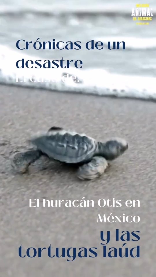 El huracán Otis llegó a la región de Acapulco el 24 de Octubre 2023 y como resultado generó 47 muertes humanas y 59 desaparecidos. Estas pérdidas son, en parte, producto de la mala predicción que tuvo lugar ya que inicialmente se creyó que la trayectoria del ciclón tropical no incluiría México.
.
Como en la gran mayoría - por no decir el 100% de los casos - la pérdida animal no se considera, a lo mucho existen cifras aproximadas.
¿Por qué crees que por lo general, no se consideran los animales cuando sucede un desastre?
.
.
.
#animalesendesastres #iad #iadlatam #inclusionanimalendesastres #inclusionanimal #cuidadoanimal #ningunanimalsequedaatras #animal #animallovers #animals #amor #ayuda #proteccion #conservacion #educacion #desastres #desastresnaturales #latina #cambioclimatico #otis #huracanotis #mexico #wildlife #tortugas #plandemergencias #life #humanitarian #huracan #mascotasfelices #americalatina