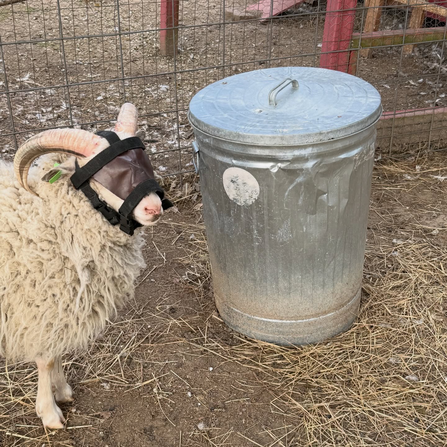 Ugh. Rams. Look at him…. Even with a ram shield… he’s so proud if his artwork/destruction. I totally understand why they sacrificed the rams in the Old Testament!!!