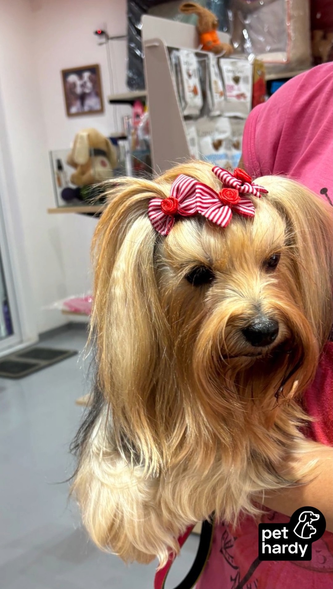 MAIS QUE UM BANHO: UMA EXPERIÊNCIA DE SPA E BELEZA! ✨ 💜
Você já reparou como eles saem daqui radiantes? Não é apenas estética; é cuidado profundo! 🐶 🐱 Na Pet Hardy, transformamos o banho e tosa em um verdadeiro ritual de bem-estar com a nossa cromoterapia pet.
Utilizamos o poder das cores para equilibrar as energias dos nossos pequenos clientes. A luz violeta, por exemplo, é perfeita para acalmar os mais ansiosos, garantindo que o momento do banho seja relaxante e livre de estresse. 🌈
O resultado? Você confere nesse vídeo:
• Pelagem sedosa, hidratada e com um brilho incomparável; ✨
• Acessórios exclusivos que dão aquele toque final de puro charme; 🎀
• E, o mais importante, um pet feliz, relaxado e pronto para desfilar! 🐾 💖
Nosso atendimento especializado cuida de cada detalhe, desde a escolha dos melhores produtos até o carinho em cada escovação. Ver a alegria deles (e o orgulho dos tutores na hora de buscá-los!) é o que nos motiva todos os dias. 🏠 ✨
Seu pet merece esse dia de estrela! Traga-o para vivenciar o nosso spa e se apaixonar pelo resultado.
Pet Hardy | Clínica Veterinária e Pet Shop
📍 Av. Miruna, 272 - Indianópolis - São Paulo/SP
📲 WhatsApp (11) 91346-6234
#PetHardy #BanhoETosa #CromoterapiaPet #EsteticaAnimal #AtendimentoEspecializado #PetShopIndianopolis #Moema #CuidadoComAmor #DogLovers #GlowUpPet