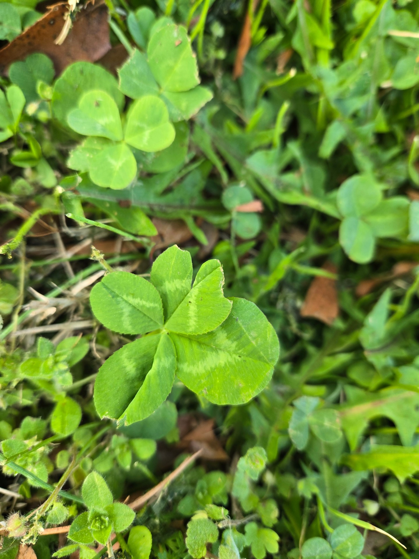 Field Note Prompt: Notice the plants growing around you—even the ones pushing through concrete. What do they teach about resilience?