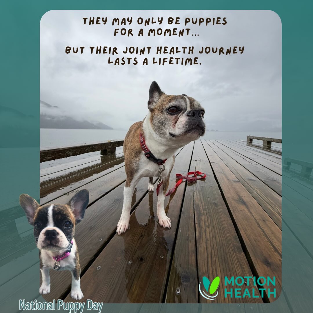 🐾 Today is National Puppy Day 🐾
They may only be puppies for a moment, but their joint health journey lasts a lifetime.
The best time to support mobility isn’t later, it’s now.
Prevention is always easier than repair. Starting early with proactive, natural care helps build a strong foundation for every life stage ahead.
Joint health isn’t one-size-fits-all. It evolves with them, influenced by:
• Breed
• Size
• Activity level
• Lifestyle
• Growth and aging
From playful puppy to active adult to senior years. Support should grow with them. Adjusting as they move through each life stage helps keep them moving comfortably for years to come. 🐶
As always, consult your veterinary team to determine what’s best for your pet’s individual needs.
#motionhealth #puppyday #jointcare #preventrepairrestore