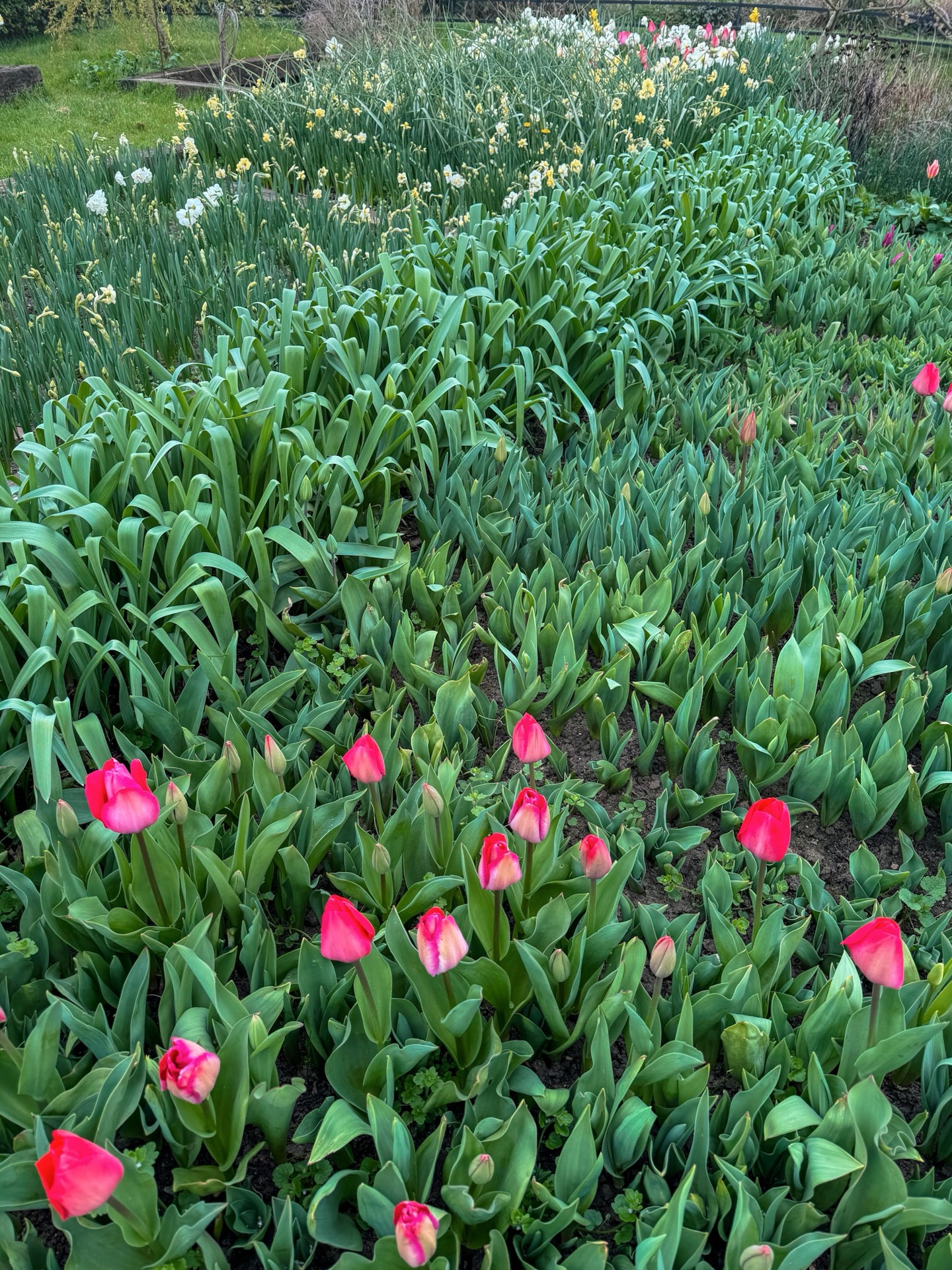 Easter bouquets & mixed daffodil, narcissus bunches will be available at the gate this weekend, message to reserve
Blooming your Easter table with joy!
#easter #localflowers #springflowers #floristnorfolk #sustainableflowers