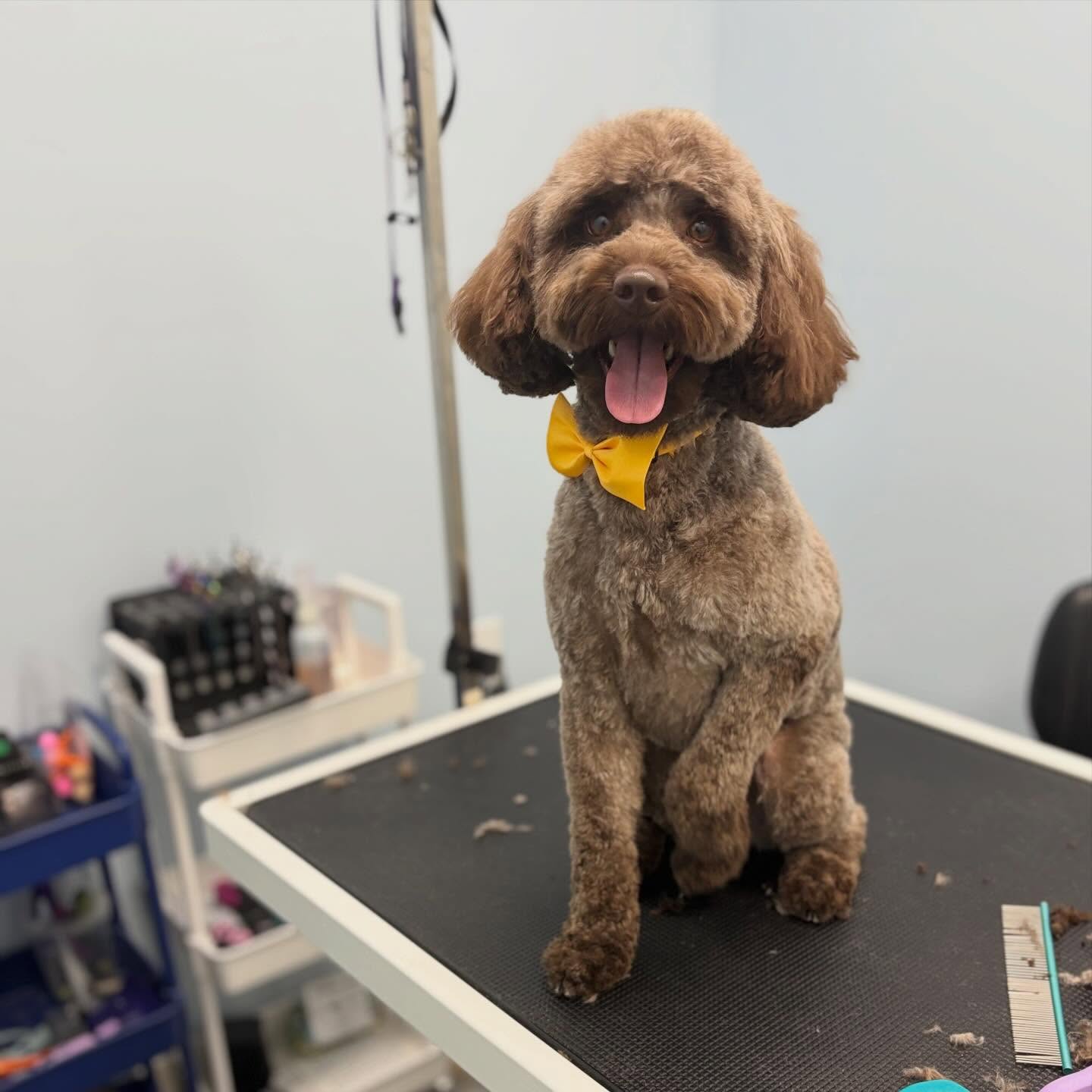 Harvey ready for the weekend 🥰
#cocopoo #dogsofinstagram #dogoftheday #doglover #dogspa