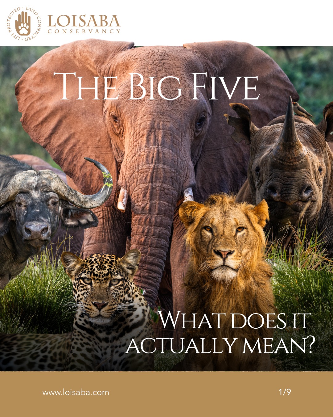 Swipe through to learn more about "The Big Five"
Which is your favourite?
#LandConnectedLifeProtected #BigFive #WildlifeConservation #AnimalLovers #NaturePhotography #SafariAdventure #ExploreTheWild #BiodiversityAwareness