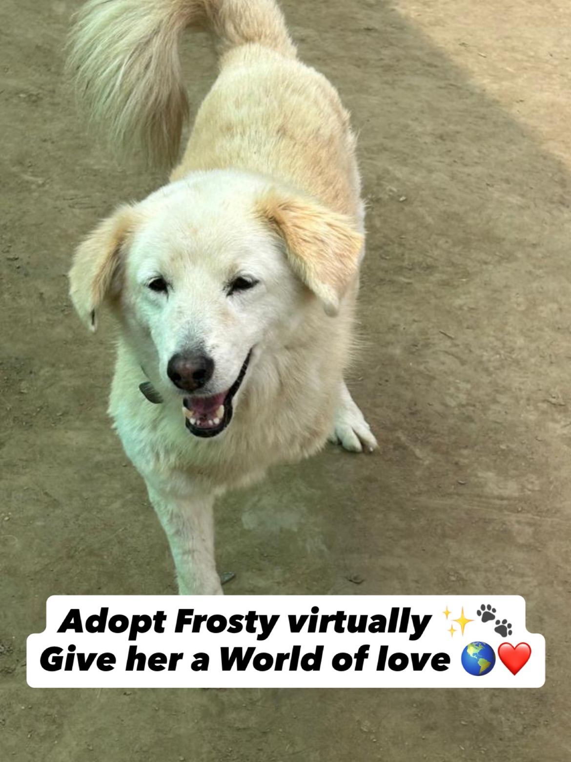 Welcome back to our 10th episode of the Virtual Adoption Program 🐾✨
Meet Frosty 🤍
Frosty was rescued in 2023 after a brutal accident… one of her forelimbs was completely destroyed, and she also had a severe pelvic fracture. To save her life, we had no choice but to amputate her leg. Today, Frosty is a brave tripod 🐾
She has endured unimaginable pain, and even now, she sometimes suffers from seizures. After everything she has been through, she simply cannot go back to the streets.
Despite it all, Frosty continues to fight every day with strength and courage. She is safe with us now, surrounded by love, care, and warmth 🤍🐶
Frosty deserves a life of comfort, not survival… and she needs your support. 🐾
You can become Frosty’s parent through virtual adoption. Your support of ₹2,000 / $30 per month will help us continue her treatment and give her the life she truly deserves.
📩 DM us to virtually adopt Frosty and become her Guardian Angel 💛