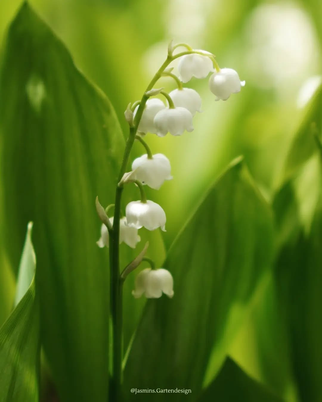 🌱 Pflanzenwissen 🌱 Maiglöckchen, Aprilenglöckle, Maienblumen, Marienglöckchen (bot. Name Convallaria majalis)
Auf die Blüte dieser süßen Pflanze freue ich mich schon 😊
FAKTEN:
Verbreitungsgebiet: Heimisch in Europa
Lebensform: Staude, Geophyt
Standort: Absonnig/ halbschattig
Höhe: 15 – 30 cm
Blüten: Glockenförmig, in traubigem Blütenstand in Weiß, duftend
Blätter: Meist 2 – 3 drei große, elliptische bis lanzettliche, dunkelgrüne Blätter
Früchte: Rote Beeren, sehr zierend, aber giftig
Eigenschaften: Giftig, Teppichbildung über Rhizome, winterhart
.
.
.
.
.
.
.
.
.
.
.
.
.
.
#Landschaftsarchitektur #landschaftsfotografie #Landschaftsgestaltung #landschaftsphotography #landscapedesign #Gartengestaltung #grünebranche #gardendesign #grünoaseinderstadt #gardeninspo #grünanlagen #grünerwohnen #grünimgarten #Hausgartenplanung #homeandgarden #pflanzencommunity #pflanzkonzepte #pflanzenfotografie #pflanzideen #pflanzenwissen #maiglöckchen #blütenzauber #bloomandgrow #makrofotografie