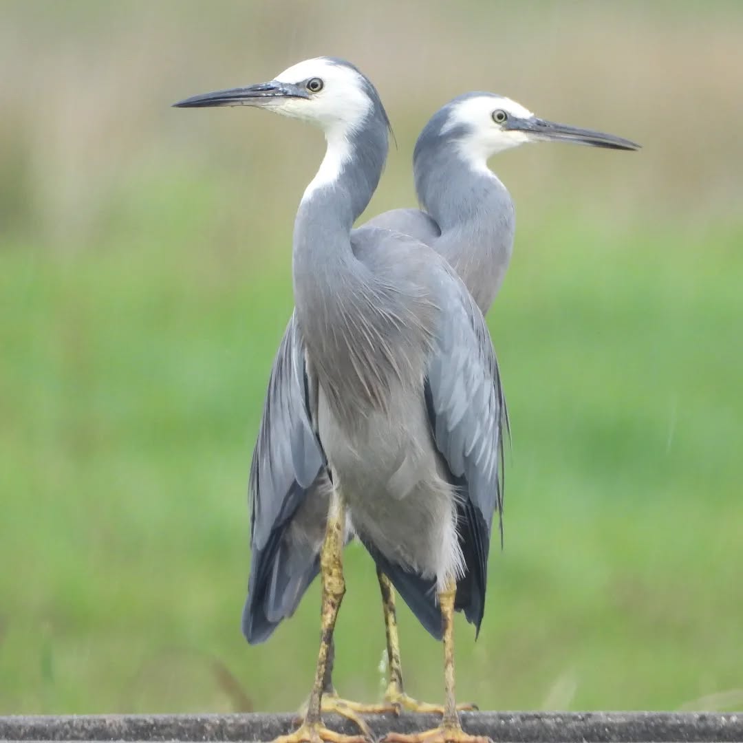 Our beautiful Matuku-moana, striking a pose
#karameamatukumoana #white-facedheron #egrettanovahollandiae