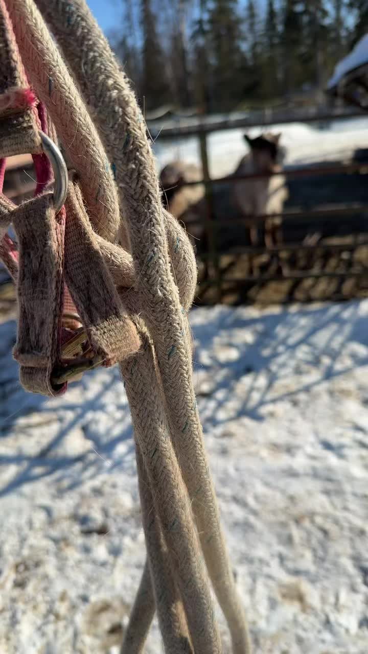 Spring run? More like spring dirt
#Alaska #reindeer #dirt #spring
