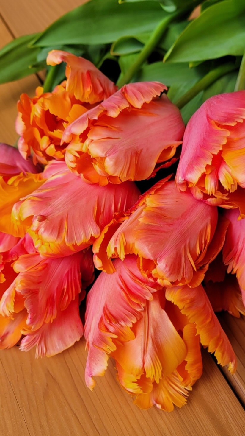 Growing your business is one thing, but finding new and exciting ways to create more income revenue can be tough — This week we are diving into the topic, “Growing Flower Seedlings for Profit” with Kate Skelton of @gratitudeflowersjoy, Carol Wetzel of @littlefarmorcas, and Fawn Rueckert of @segolilyflowerfarm and @snuckfarm 💐
Stream Episode 761 this Wednesday, March 25th!
#slowflowerssociety #slowflowers #seedlings #slowflowersmovement #sustainablefloristry