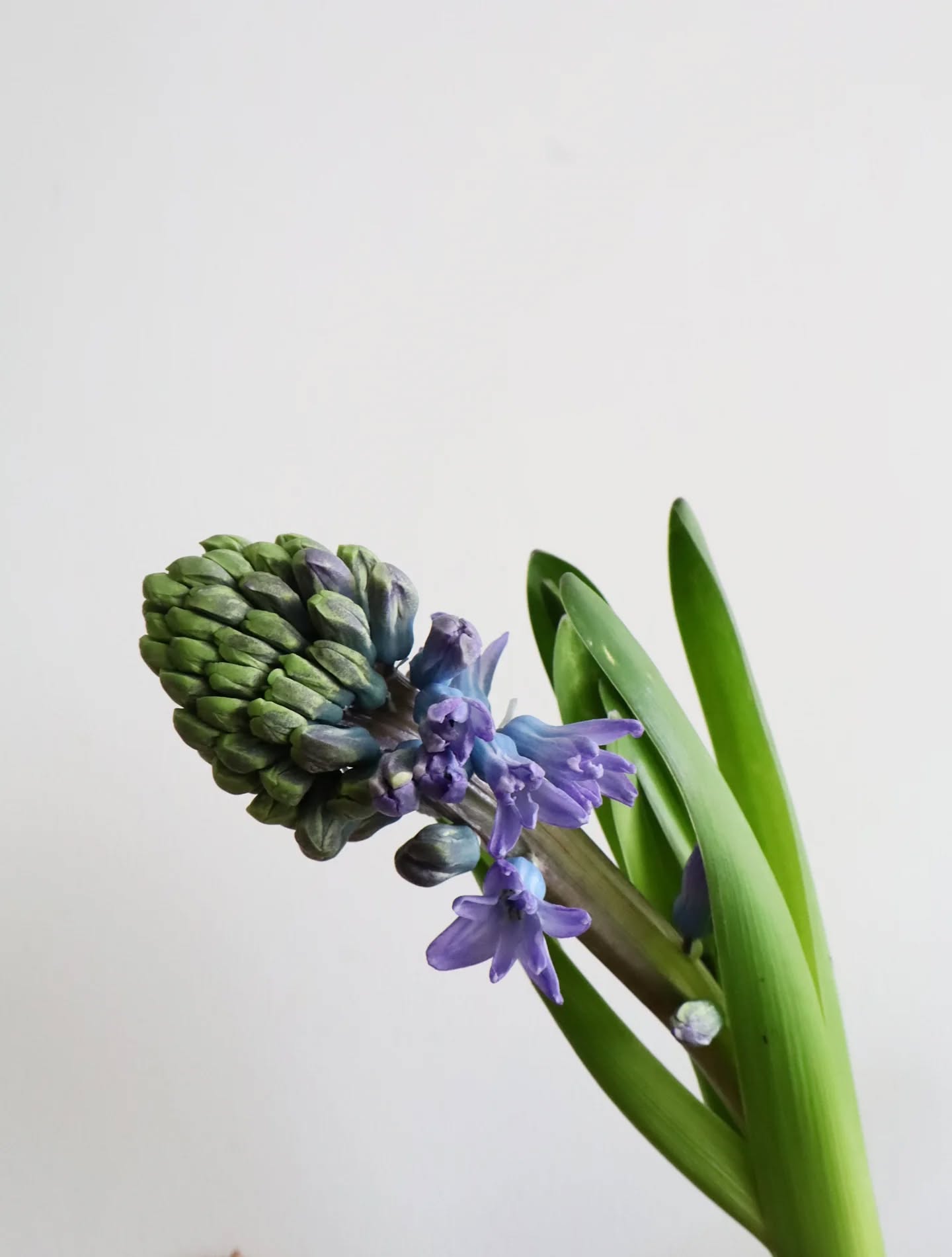 Sentir, reproduire
Aimer, contempler
Observer, dessiner...
.
.
.
#illustrations #flowers #dessin