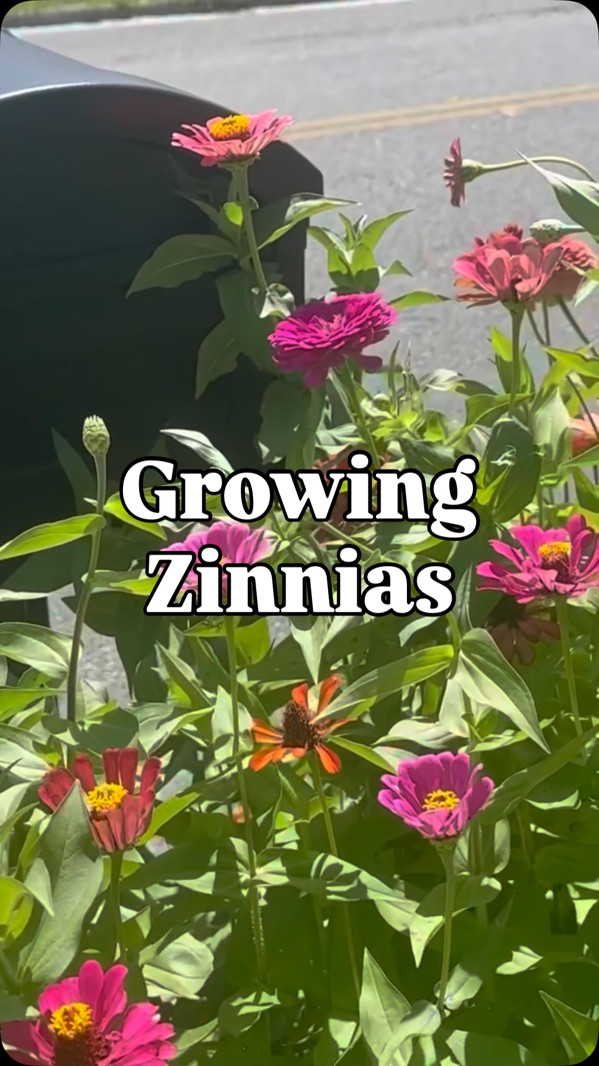 Looking for a gorgeous summer cut flower garden this year? Zinnias are some of the easiest flowers you can grow from seed. There’s so many different varieties to choose from. I plant around Easter for early summer blooms. They’ll bloom until the first frost and the more you cut, the more they grow!
Moment SEEDS for links to my favorite and happy planting!
#cutflowergarden #homegardening #flowergardens #zinnias