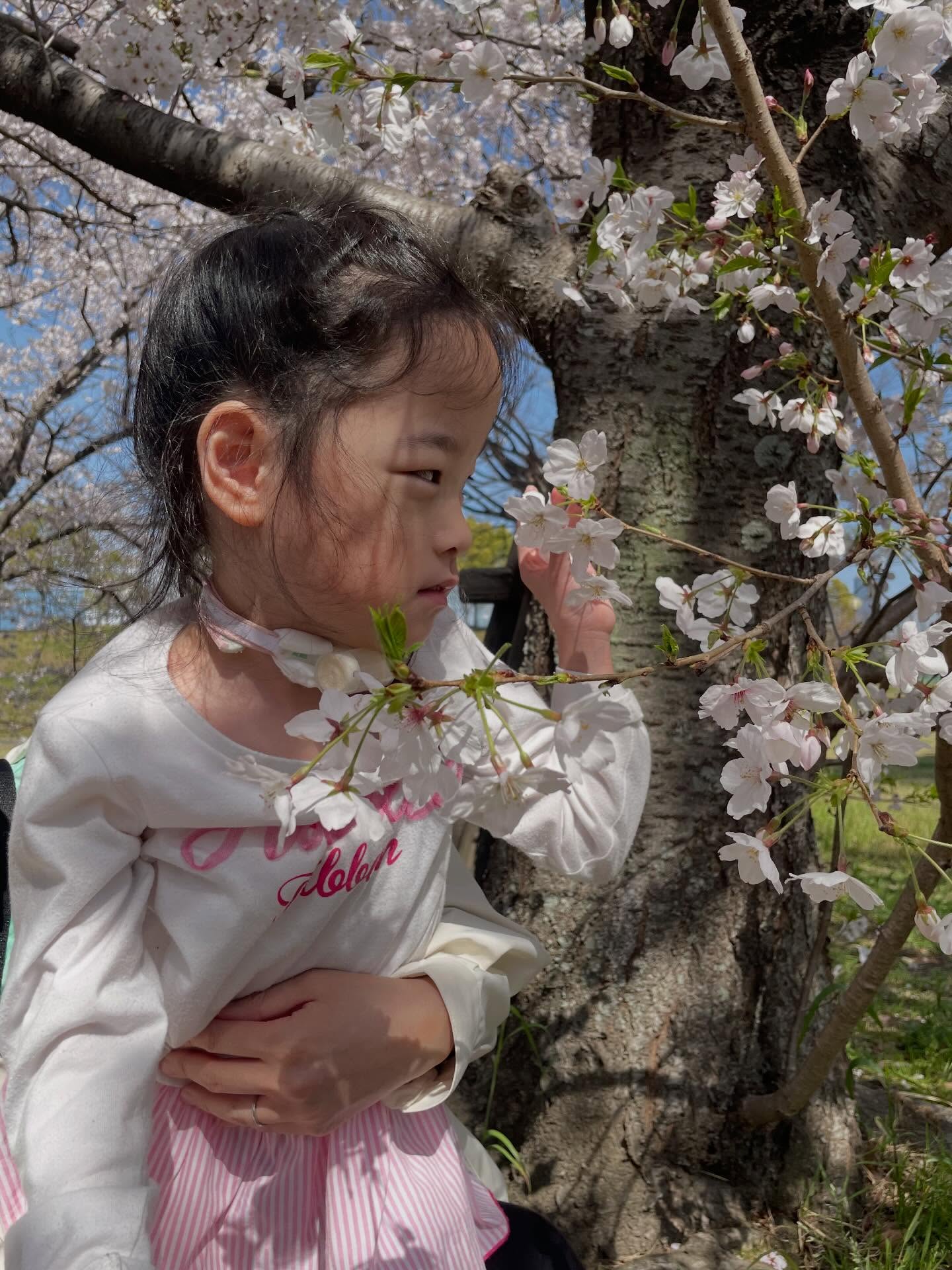 🌸お花見🌸
事業所から程近い
「みなと100年公園」に
お花見に行って来ました🌸
遠目から見ると
満開の桜並木が
ピンクの帯のよう🌸
青い空に映える
ピンクの桜を眺めながら
ゆっくりとお散歩しました🌸
毎年駐車場をお借りして
お世話になっている
「城浜公民館」の館長さんに
みんなで作った
お礼の色紙をお渡ししました🌸
いつもありがとうございます😊
また来年も見に行こうね🌸
#お花見
#みなと100年公園
#城浜公民館
#がじゅまるの家
#ムーブメント療法
ムーブメント療法士
kidsleaf
訪問型病児保育
児童発達支援事業所
小規模保育園
訪問看護
医療的ケア児
重度心身障害児
東区箱崎
こどもの笑顔を守りたい