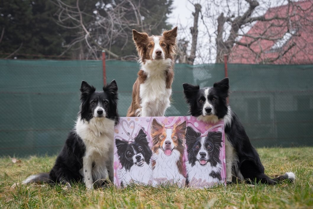 Jesi & Téčka & Athéna ❤️
Nádherný trio borderek na které jsem narazila loni úplně náhodou! 🖤 obraz byl velká výzva, ti chlupatí se kreslí vždycky déle a hůře, než krátkosrstí pejsci - přiznávám! 😂 nicméně, když mi Evča poslala předlohu pro Jesi.. nechápala sem. Ale pak mi poslala po nějaké době i feedback - a pochopila jsem 😂 chceš pochopit i ty? Posuň na poslední slide.
Kdo má doma taky početnější smečku? ✌️🐾
#borderky #borderka #borderkolie #borderkoliecz #borderkolieczech