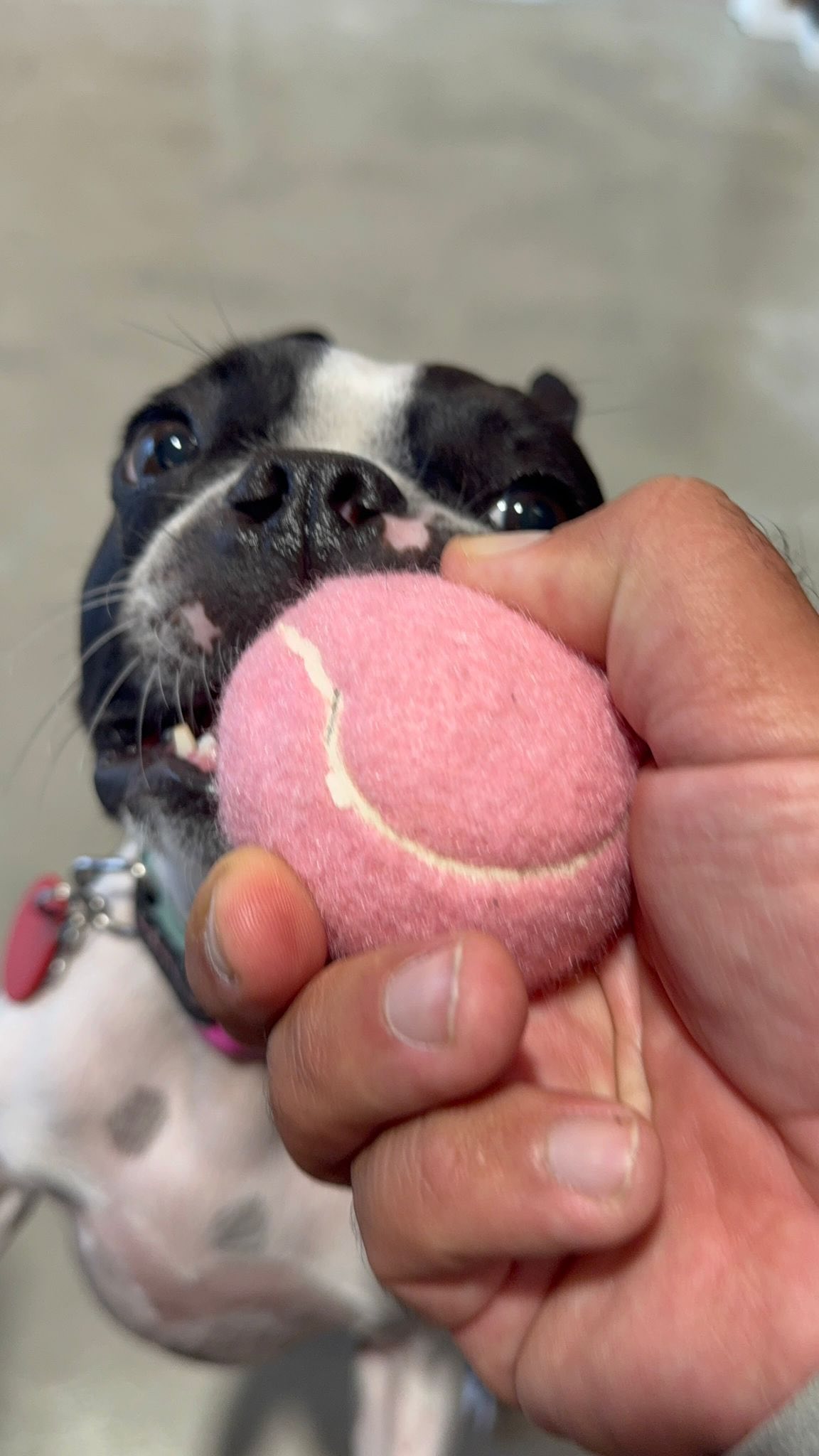 Tor, the hot mess 🤭🐾🤪🤣💛
.
.
.
.
.
#bostonterrier #dogdaycarefun #dogsofauckland #wooflandnz #doglife #nzdogs #dogfun #doggydaycarelife