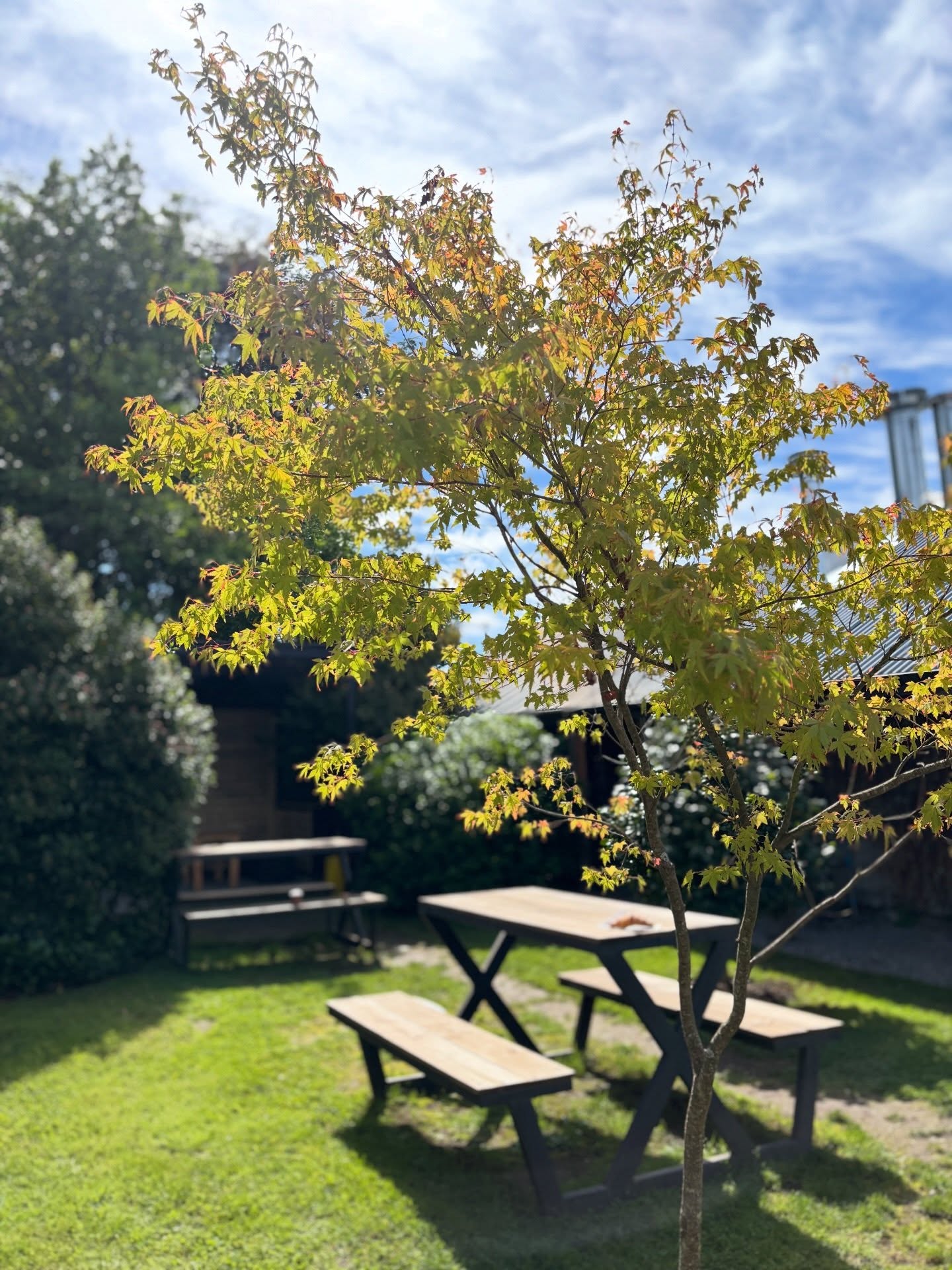 Despedimos la primera semana de #otoño en la #Casona879, con nuestros acer japónicos en el jardín que ya empezaron a teñirse de amarillo, avisándonos que es momento de bajar el ritmo y disfrutar.
Para acompañar el cambio de estación, nada como las delicias de @tallercenteno y el café siempre perfecto de @cafefolks 💛
¡Buen fin de semana! 🍂