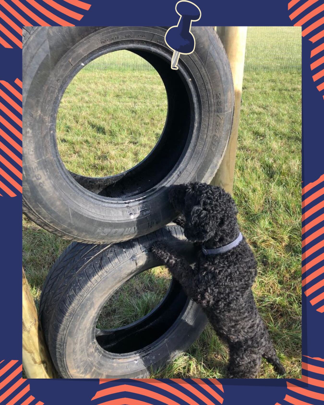 🐾 A few last minute slots available this week at Tuesday 8AM & every 6PM apart from Saturday 🐾
-
🐾 Little Bealings Meadow is our established dog field located just outside Ipswich, trusted by local dog owners 🐾
🌳 Woodbridge Dog Field’s planning permission has been approved!🌳
-
📲 Follow us for regular updates, behind-the-scenes peeks, and everything dog field related. We can’t wait to welcome you and your pups! 🐶
-
#DogWalkingField #SuffolkDogs #DogFriendlyUK #DogFieldUK #SecureDogField DogWalkingIpswich WoodbridgeDogs LittleBealings DogParkLife OutdoorDogs DogsofInstagram PawsInThePark DogFriendlySuffolk