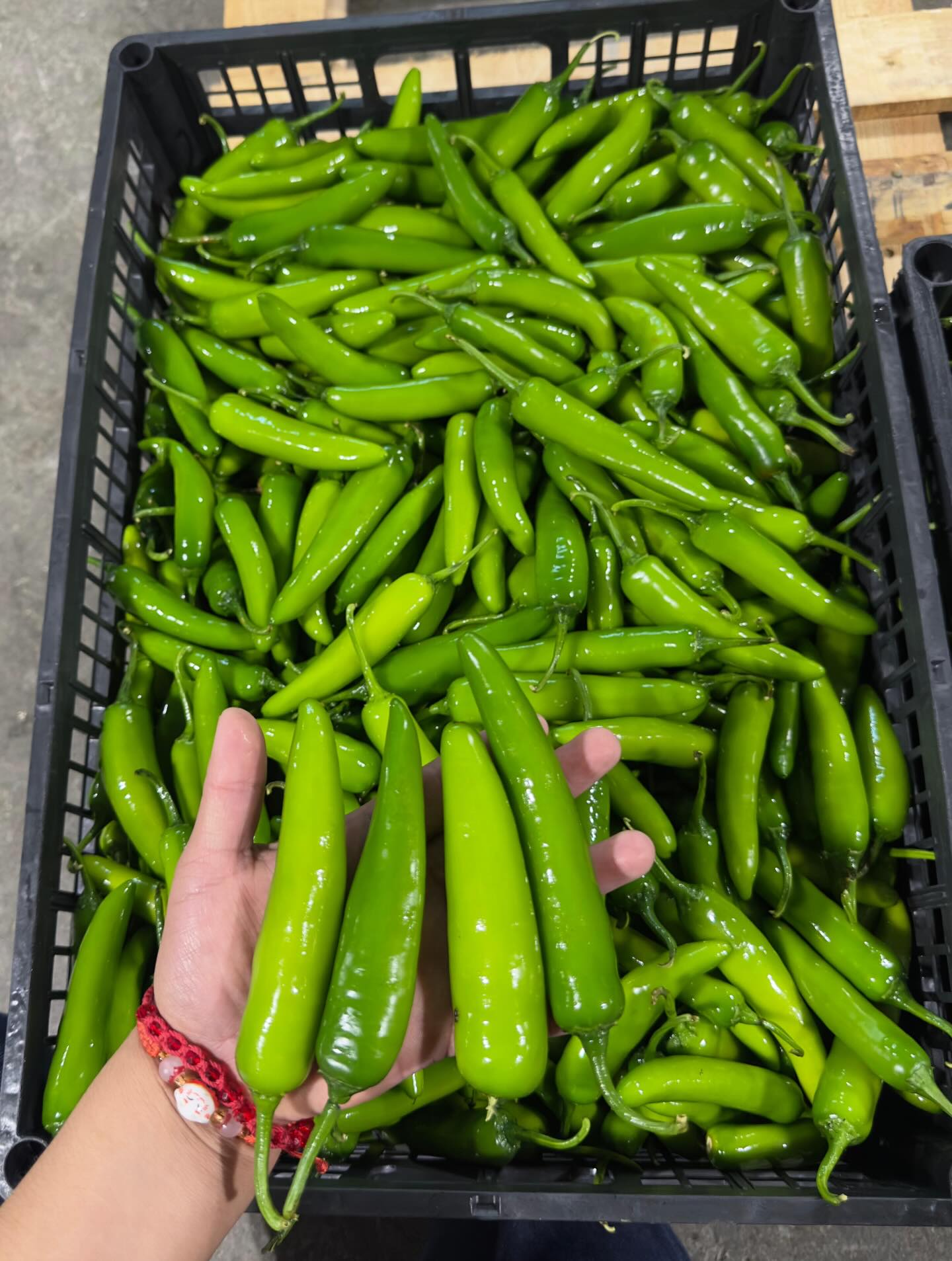 Chile Serrano 🌶️ 🇲🇽