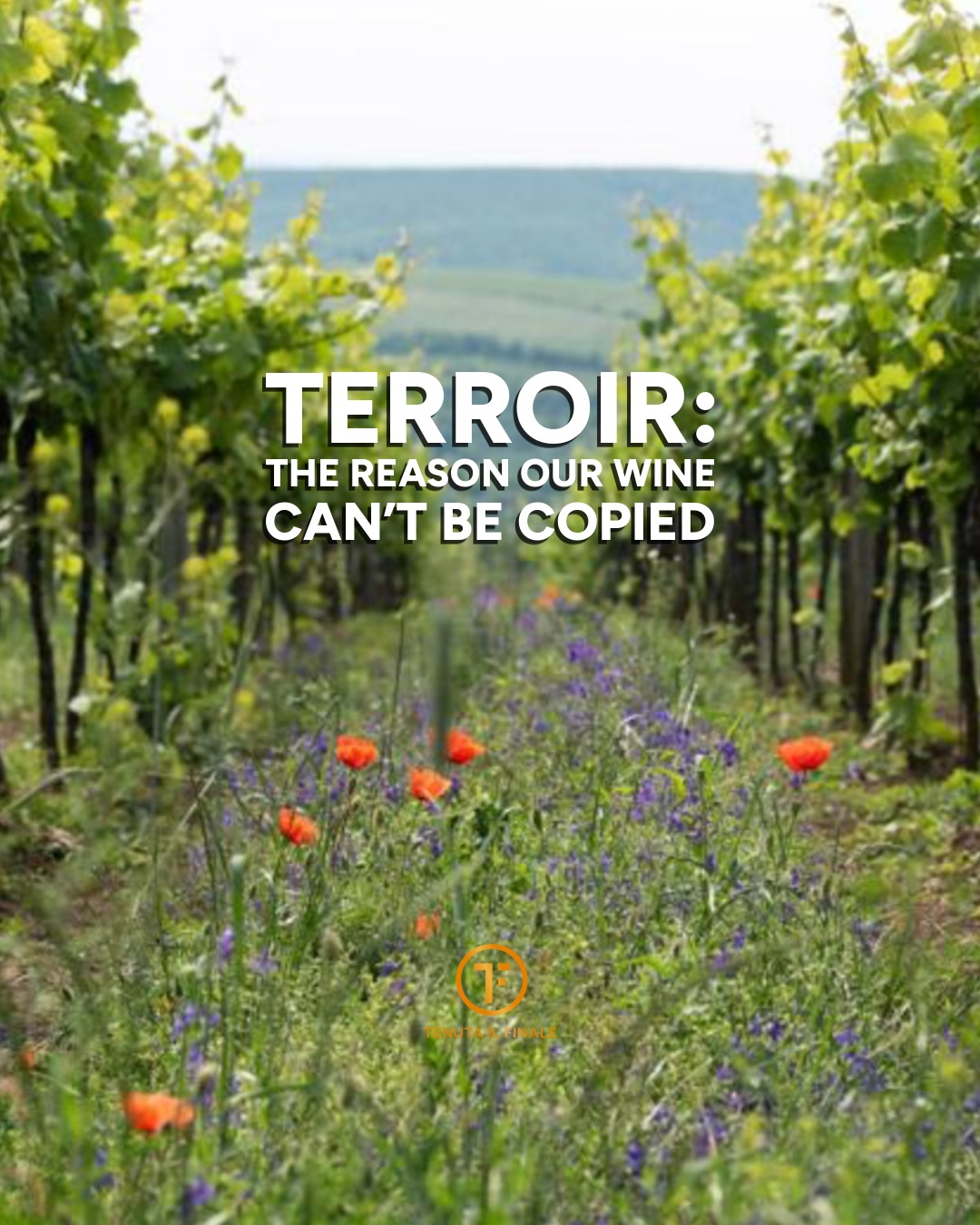 Terroir isn’t just a word. It’s the story beneath our feet.
In Costigliole d’Asti, that story began millions of years ago, when these hills were still under the sea. As the waters receded, they left behind layers of limestone, clay, and marine sediments - soils that still define how our vines grow and how our wines taste today.
At Tenuta Il Finale, we work with three distinct terroirs, all within the same landscape, yet each shaping the vine in its own way. Limestone brings tension and freshness, clay adds depth and structure, and the slopes and exposures guide ripeness and aromatics. The same grape, grown in each site, tells a different story.
Over time, it became clear that the land already knew what worked best here. That’s why we focus on native varieties - Barbera, Nebbiolo, Arneis - grapes that have adapted to these conditions over centuries. By growing what belongs, we farm more sustainably, intervene less, and allow each vineyard to express itself with clarity.
Everything we do begins with the land and returns to it. From soil to vine to glass, each bottle carries the imprint of where it was grown - its history, its character, its place.
🍷 Each wine is a reflection and expression of the land it comes from.
.
.
#Terroir #PiemonteWine #italy #italianwine #piemonte
